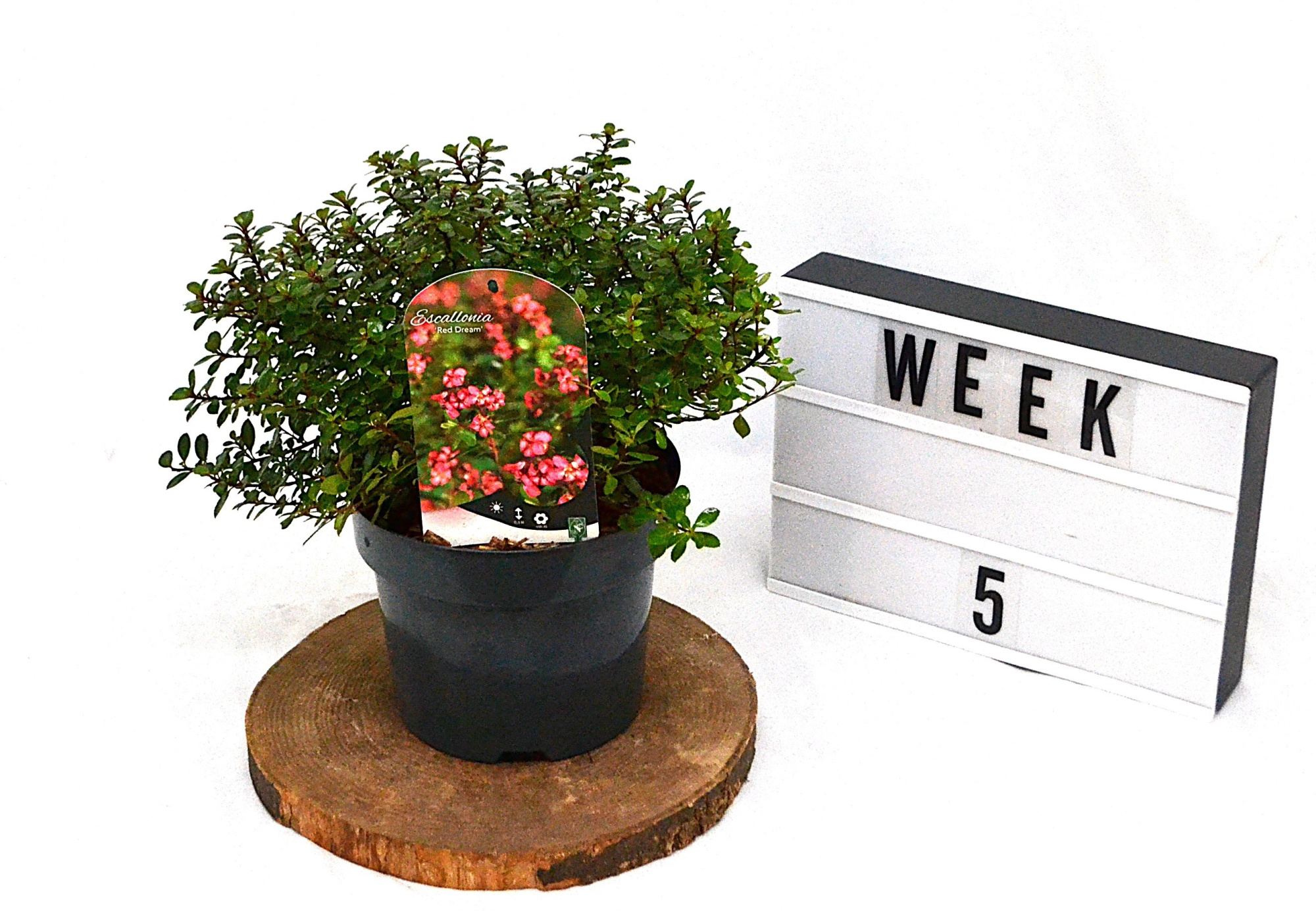Escallonia 'Red Dream' C3, D 19