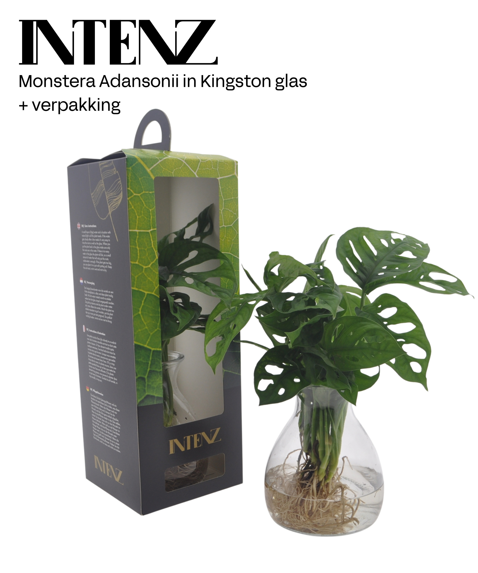 Monstera in Kingston + verpakking - levertijd 24u - levertijd: 2, D 12