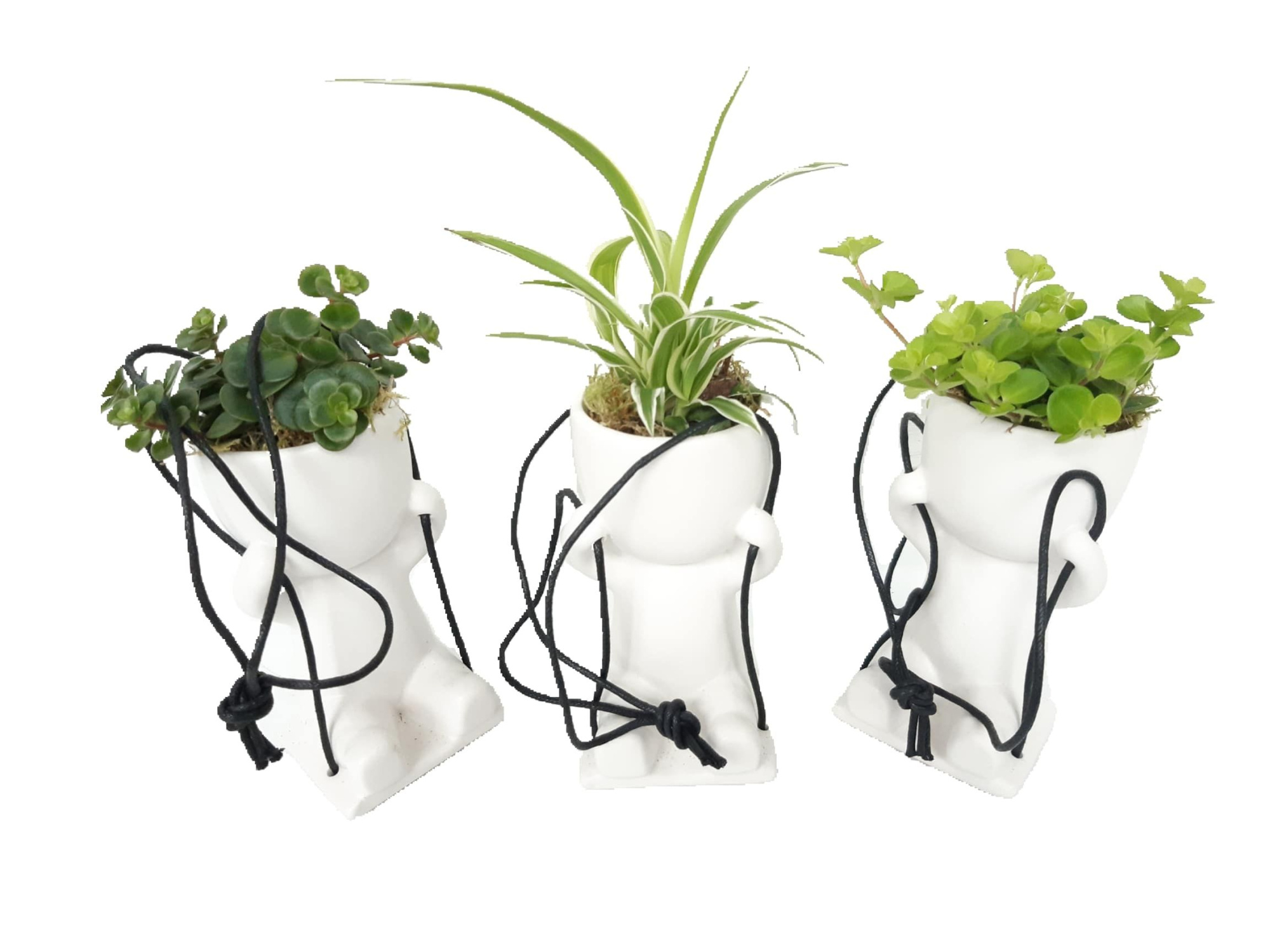 CLS15MIX2 Swing Chillings H15 Sedum, Peperomia, Chlophytum, D 6