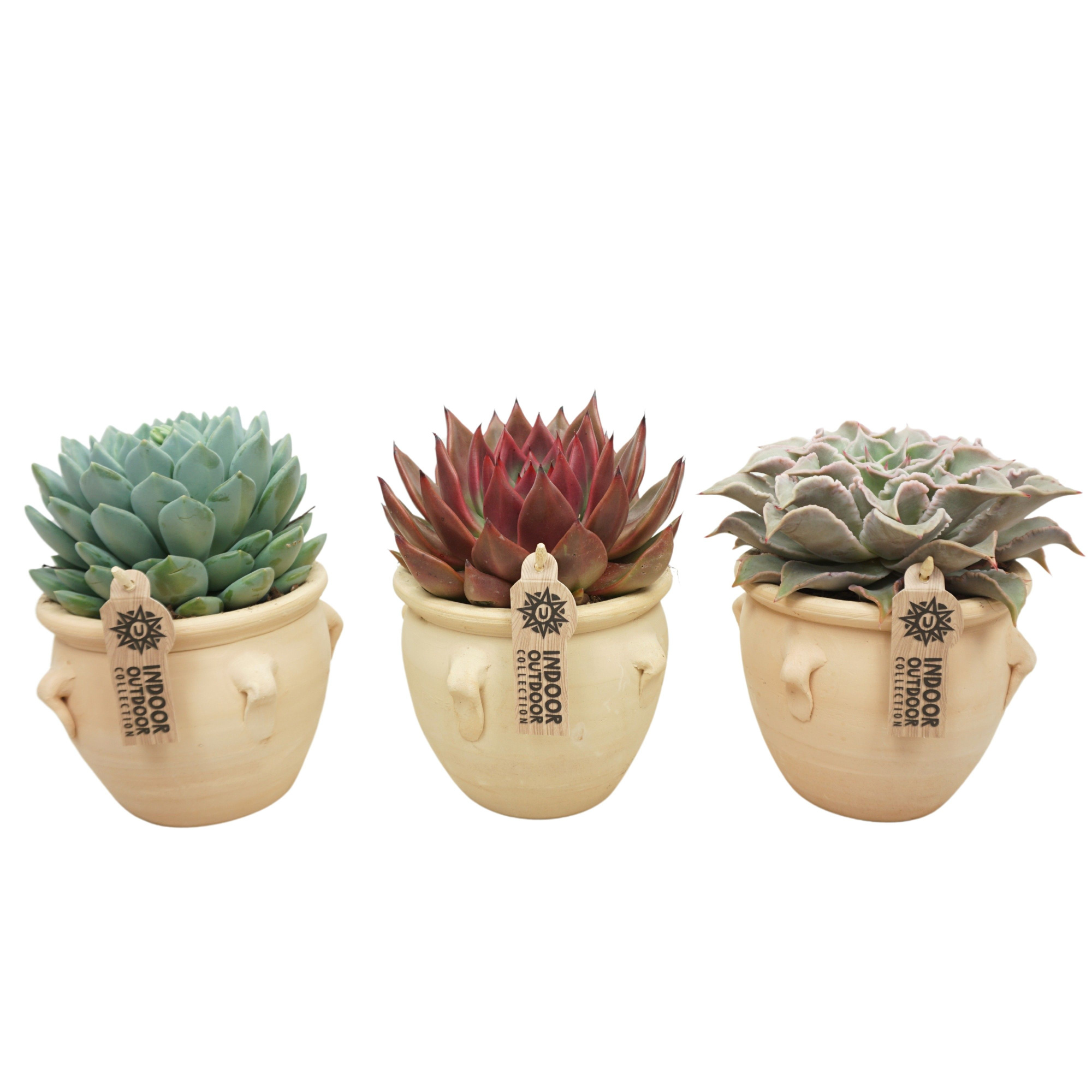 Echeveria mix in 16 cm 'Kruik La Vica', D 13