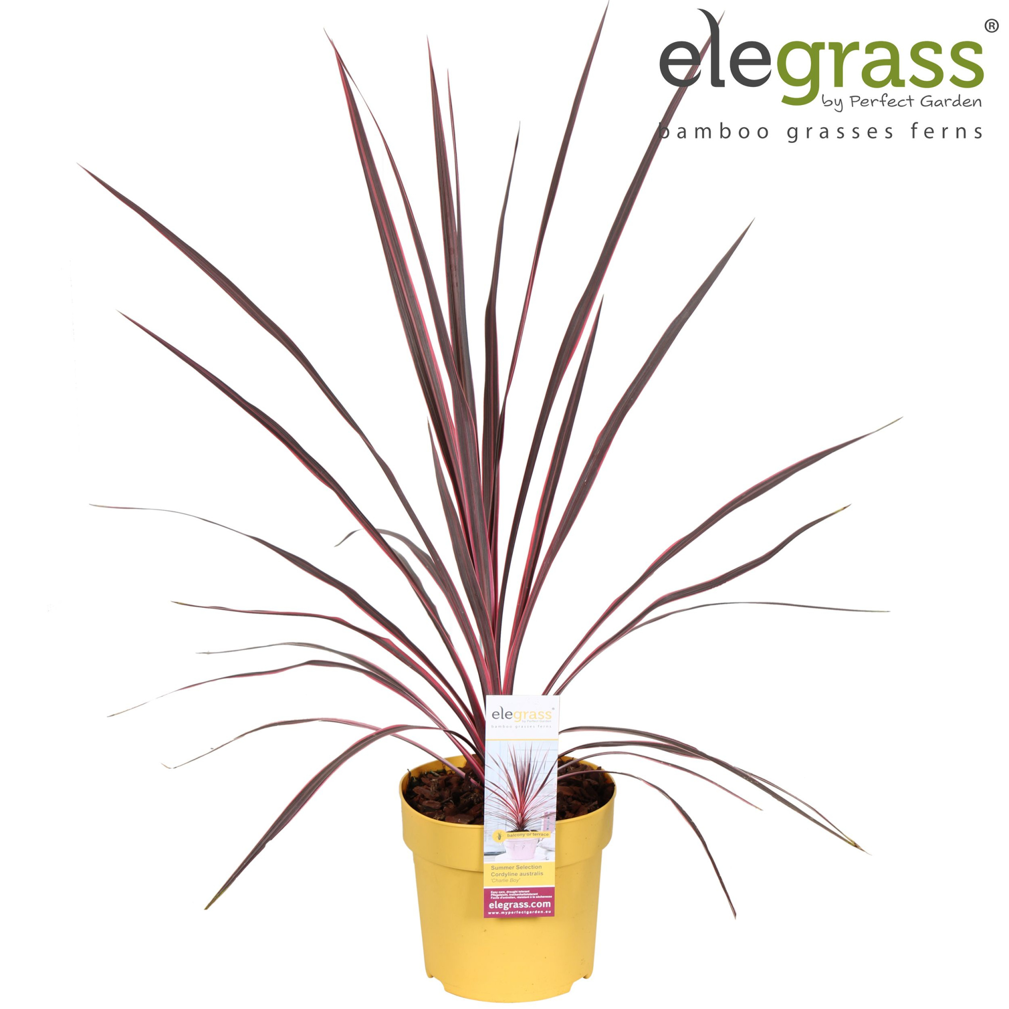Cordyline australis 'Charlie Boy' P14, D 14