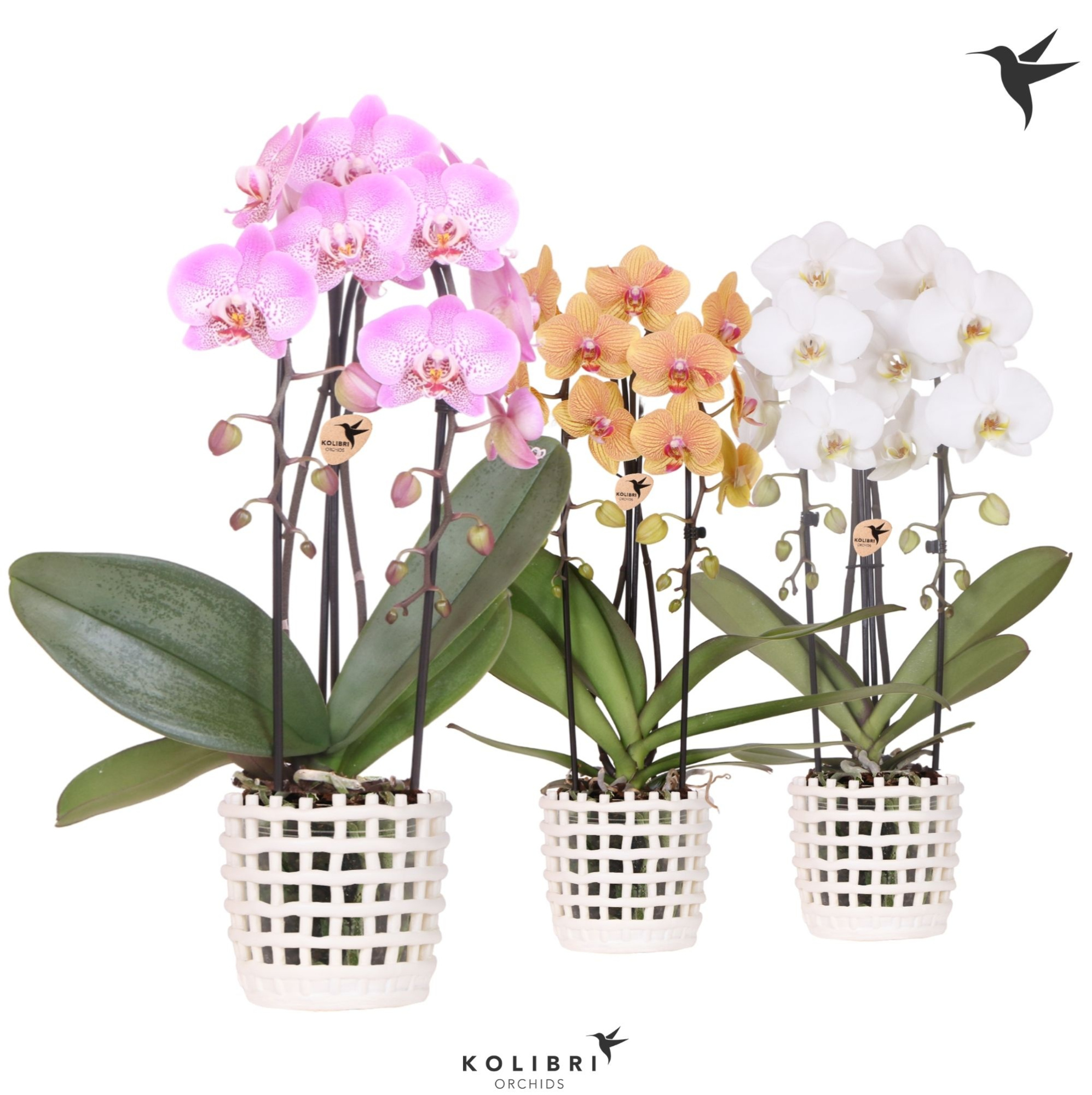 Kolibri Orchids Cascade Niagara Fall mix 2 spike in Mesh pot white, D 12