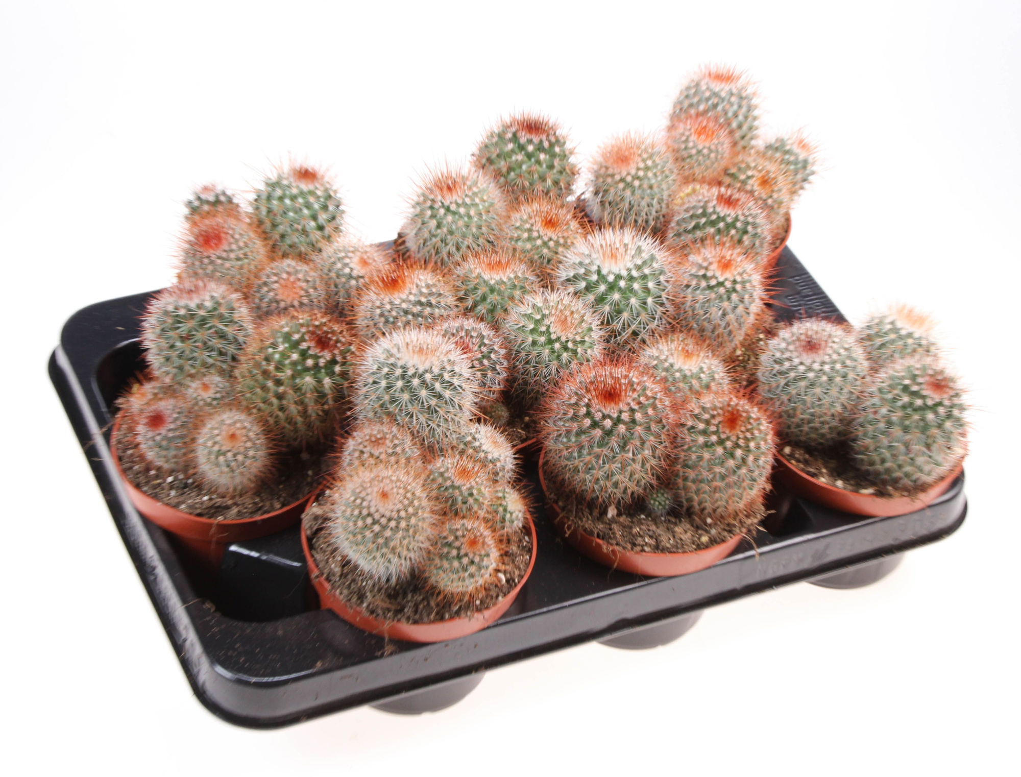 Mammillaria spinosissima, D 10,5