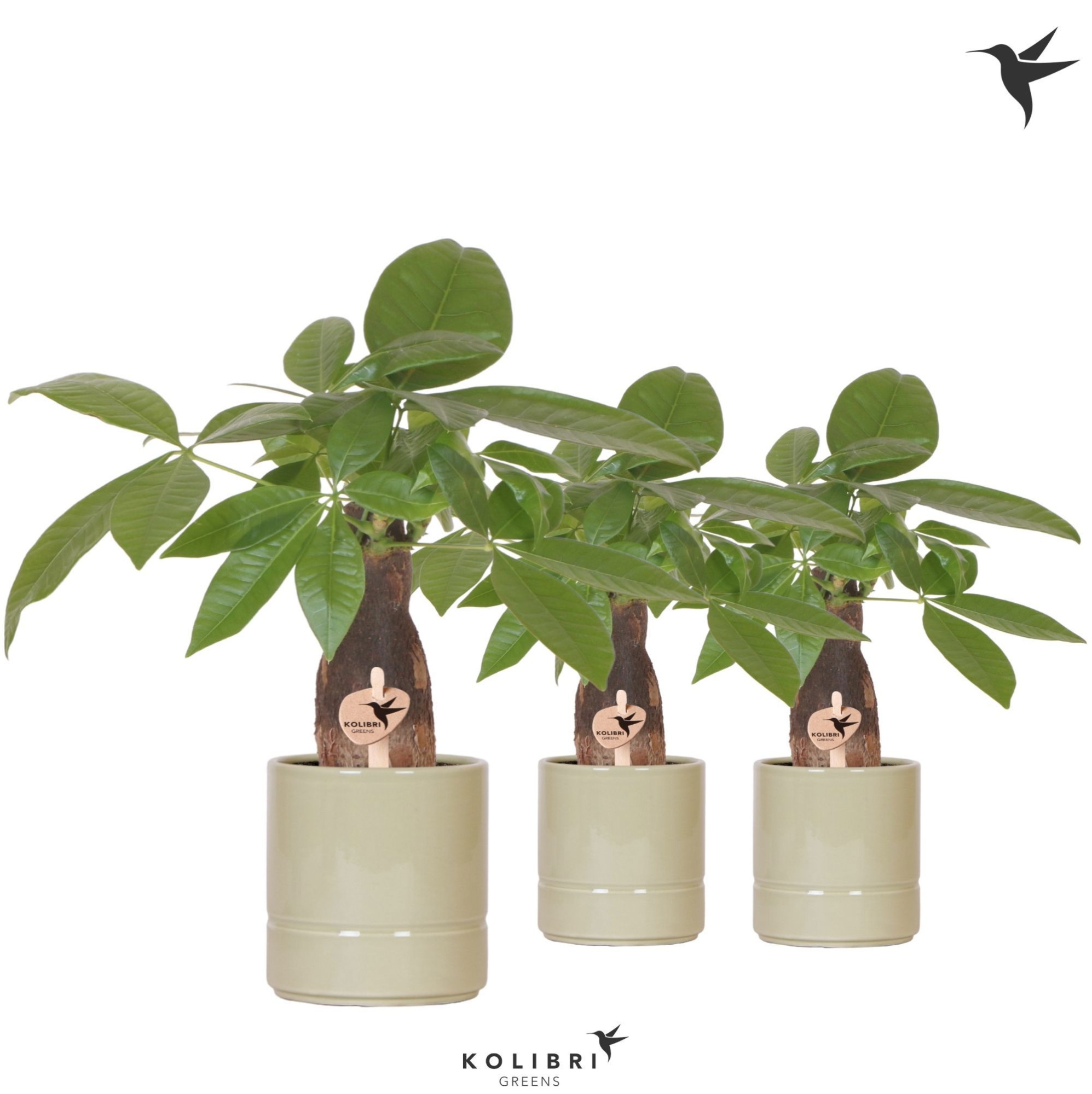 Kolibri Greens Pachira in Pastel pot green, D 9