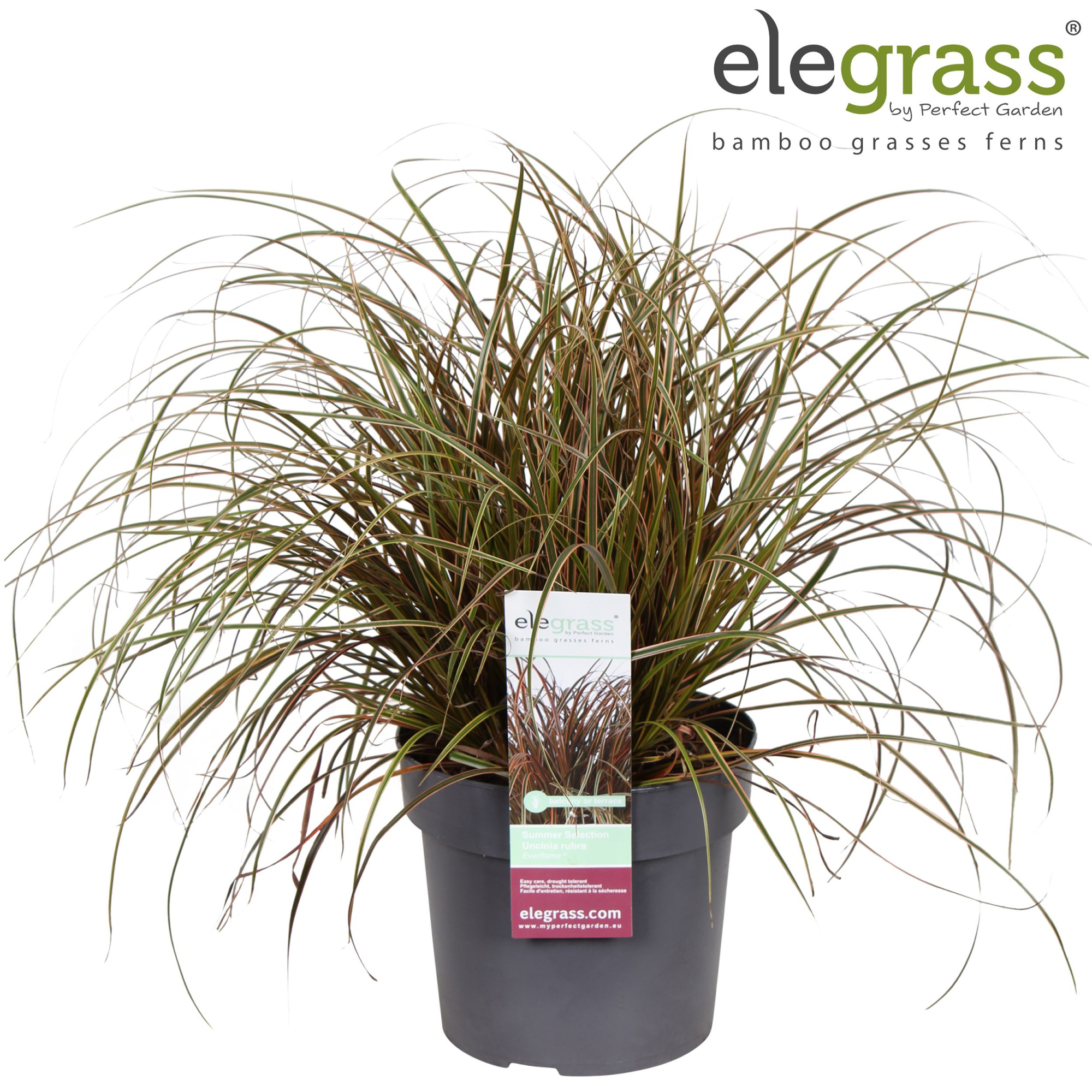 Uncinia rubra 'Everflame' P19, D 19