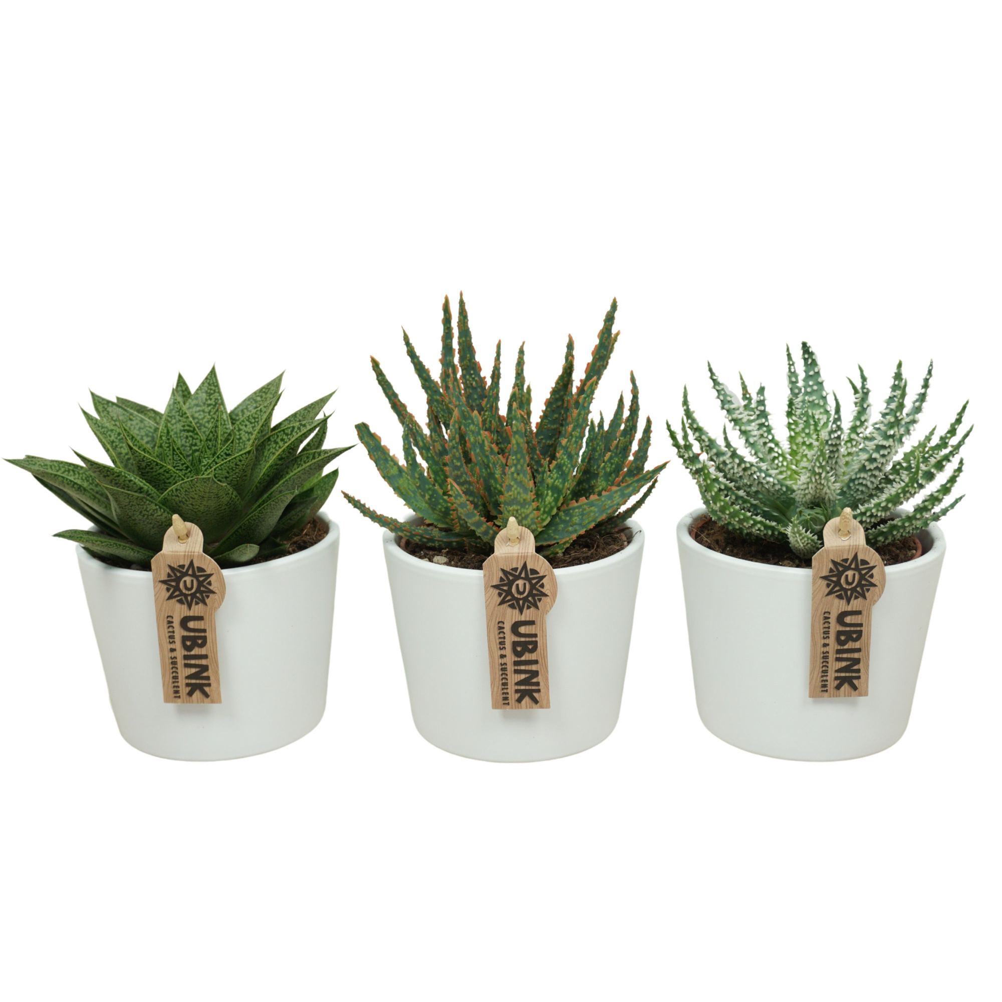 Aloë/Haworthia mix in 12 cm 'Witte Pot', D 10,5