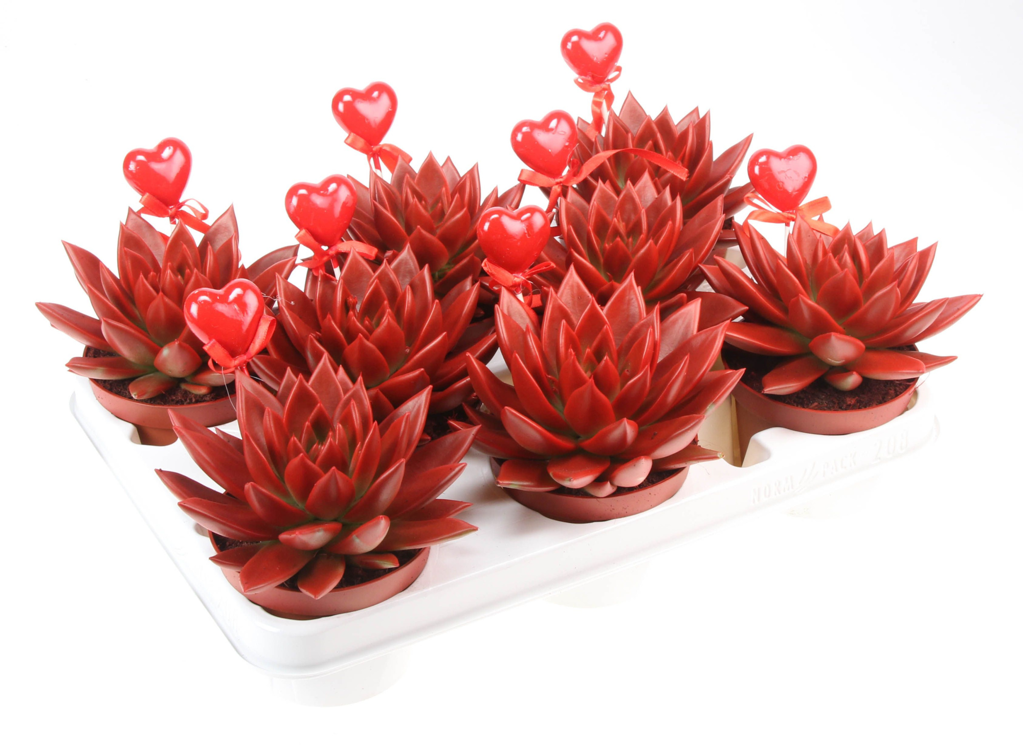 Miranda rood+hartje, D 10,5