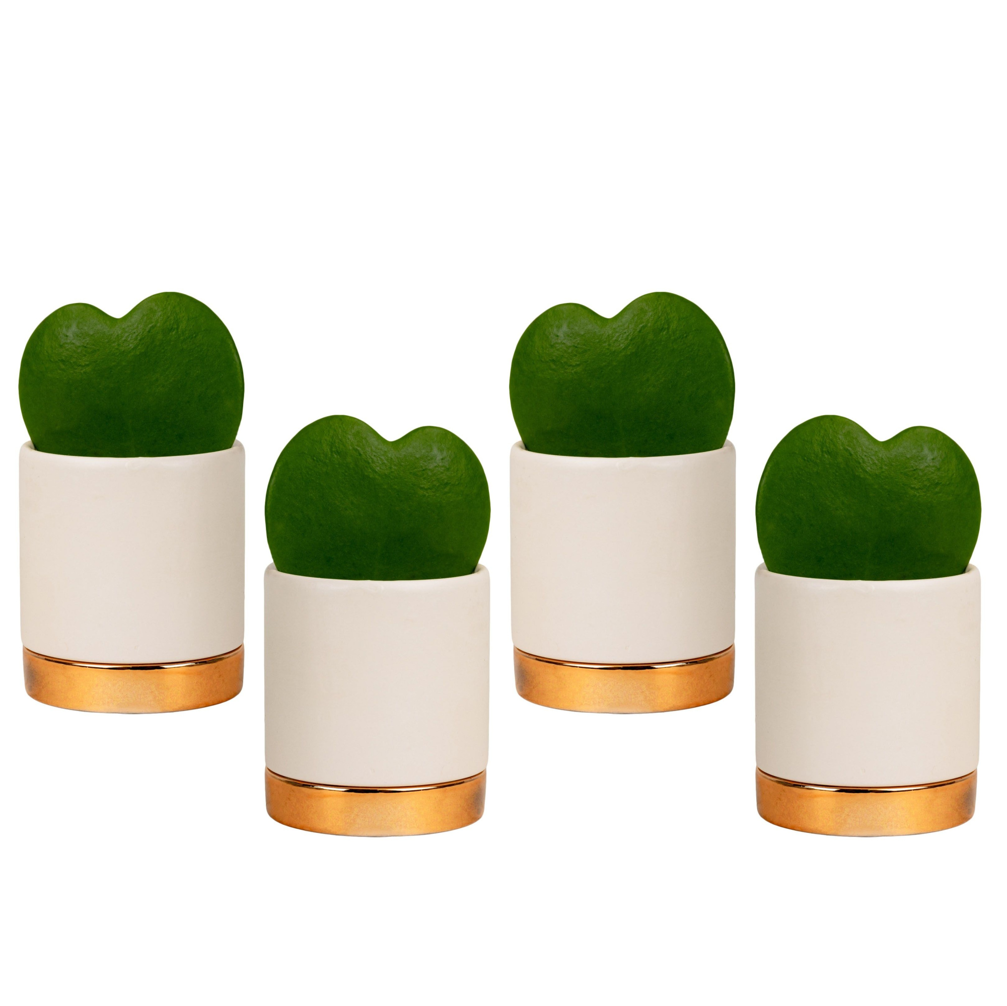 Classy with Hoya Kerrii, D 6