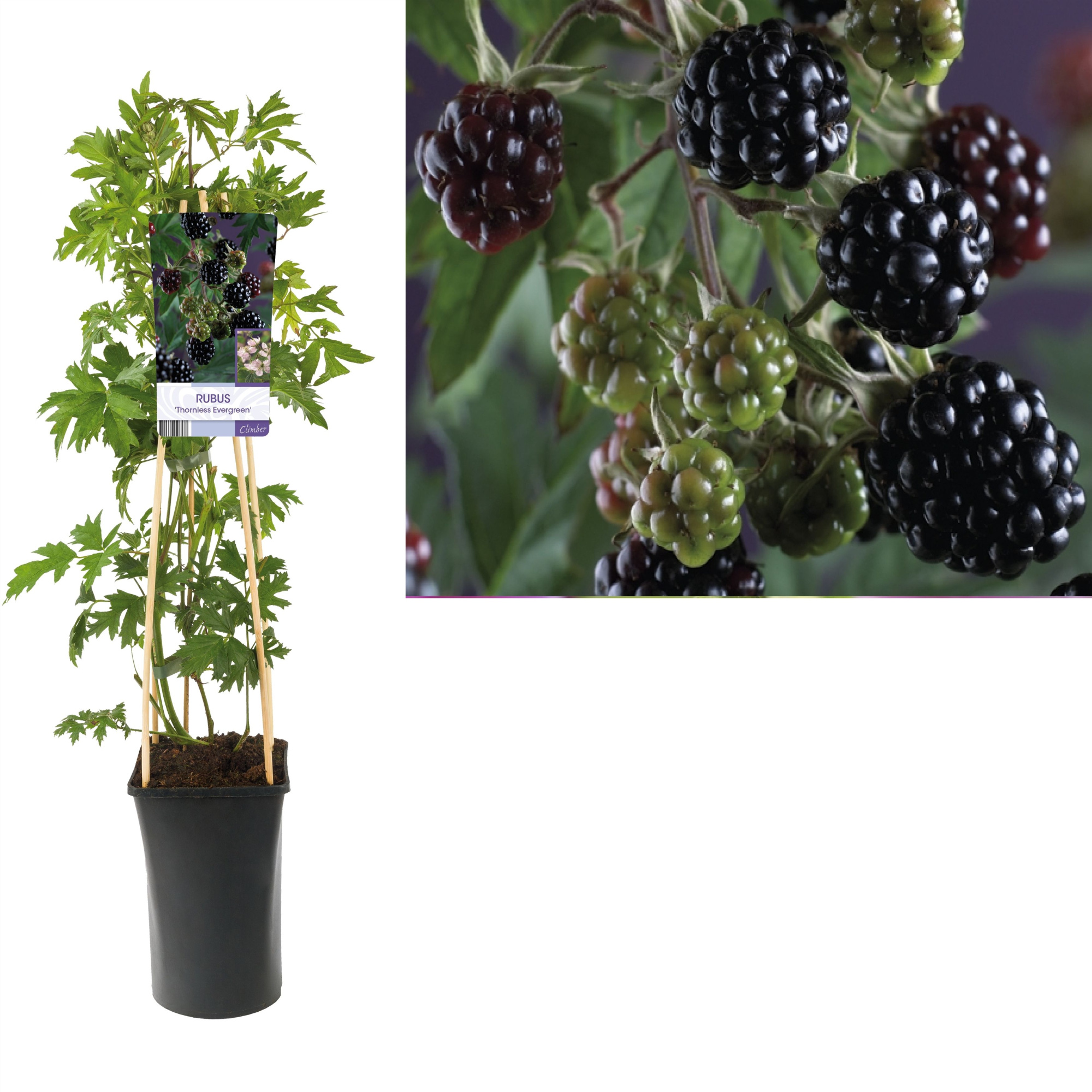 Rubus 'Thornless Evergreen' +light label, D 17