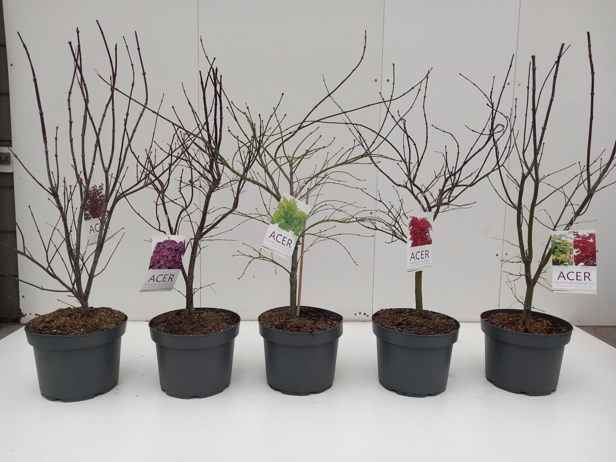 Acer palmatum mix C10, D 29