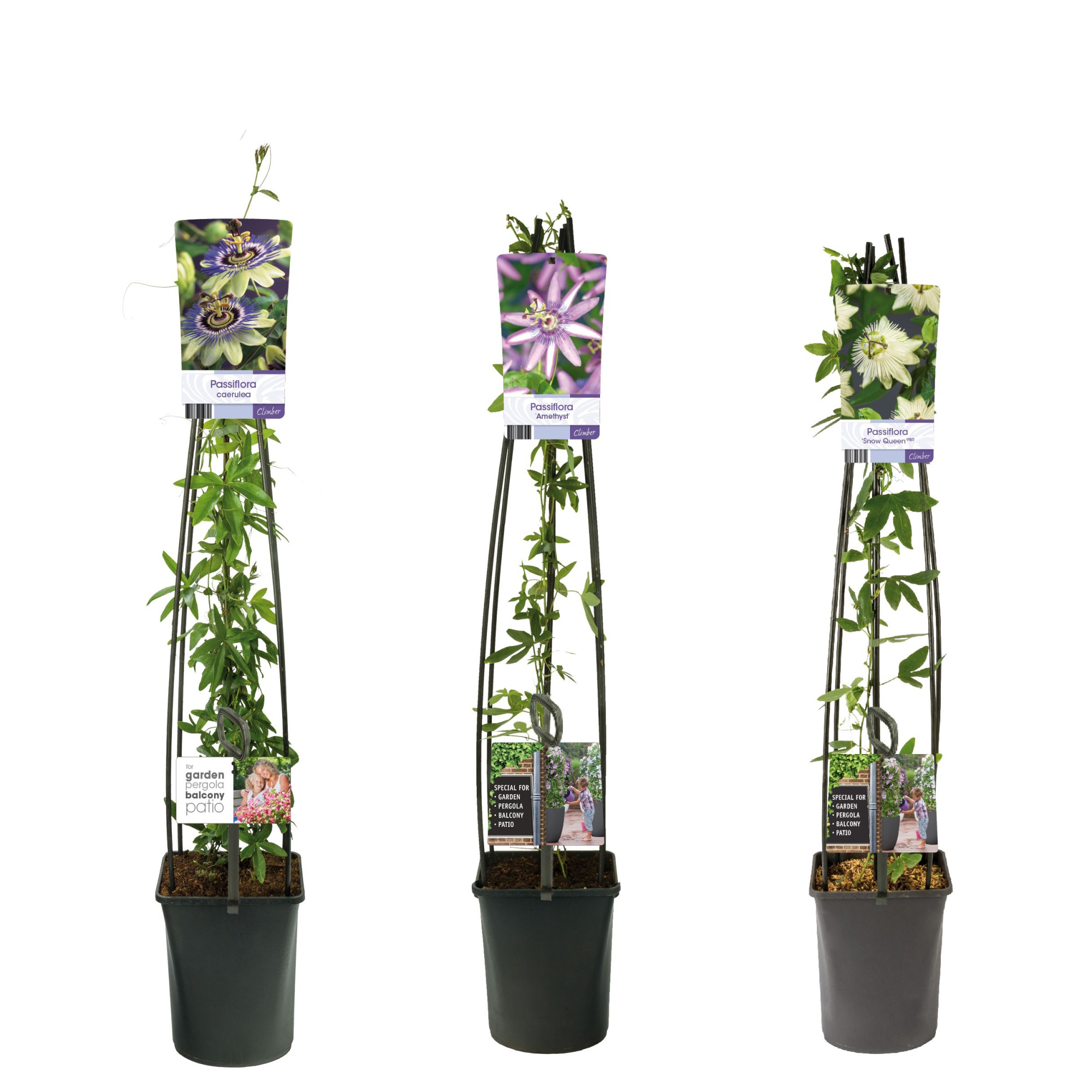 Mixtray Passiflora +light label, D 23