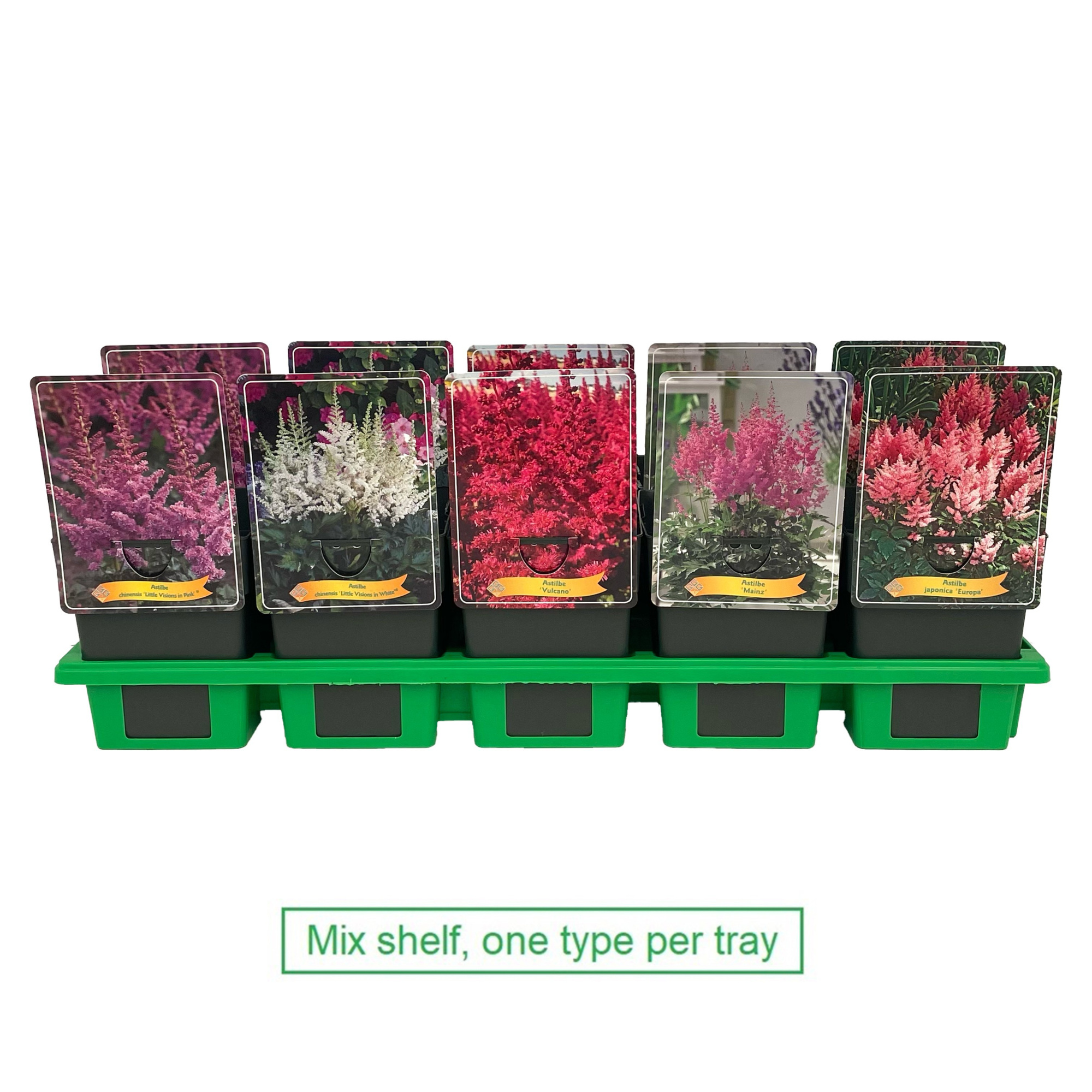 Astilbe mix laag P11, D 11