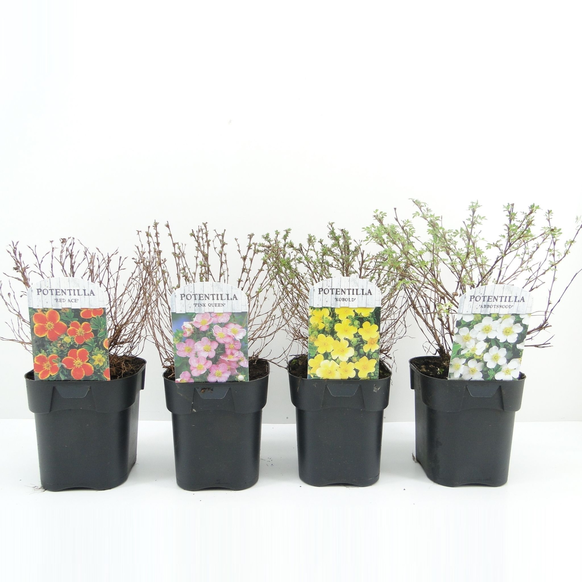 Potentilla fruticosa mix lagen., D 17