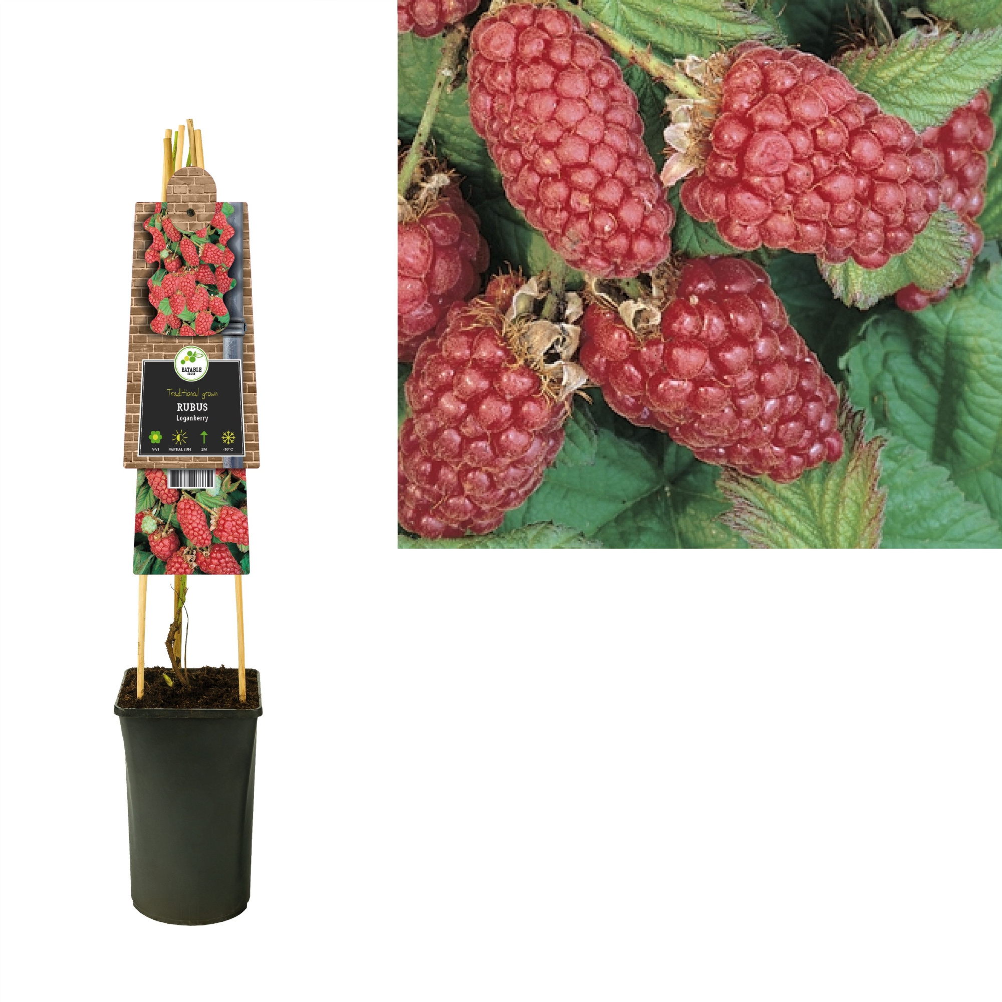 Rubus Loganberry +3.0 label, D 17