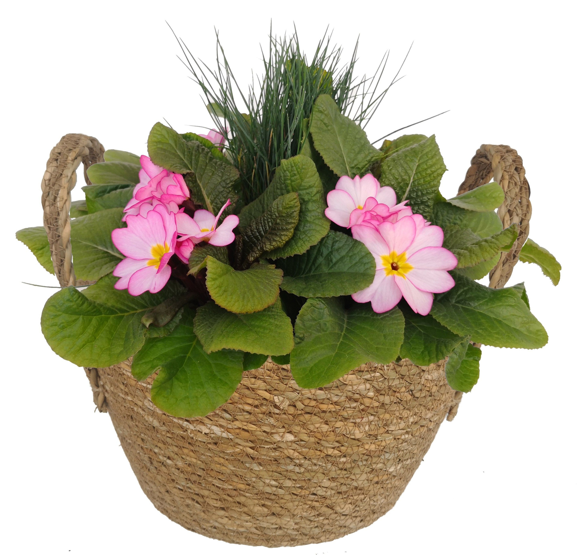 PRF751-9323 Primula/Festuca Rosa zeegras mand, D 23