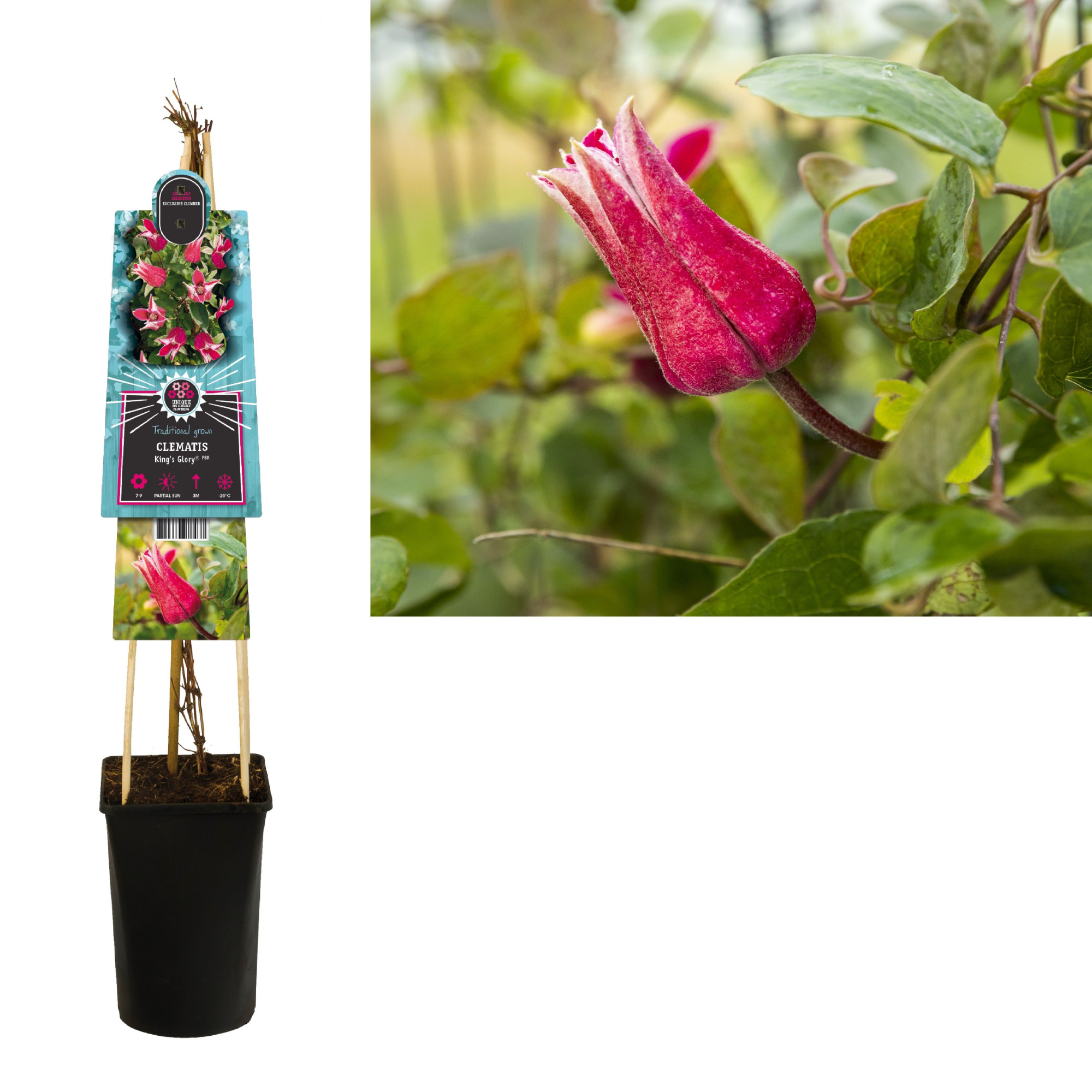 Clematis King's Glory PBR+ 3.0 label, D 17
