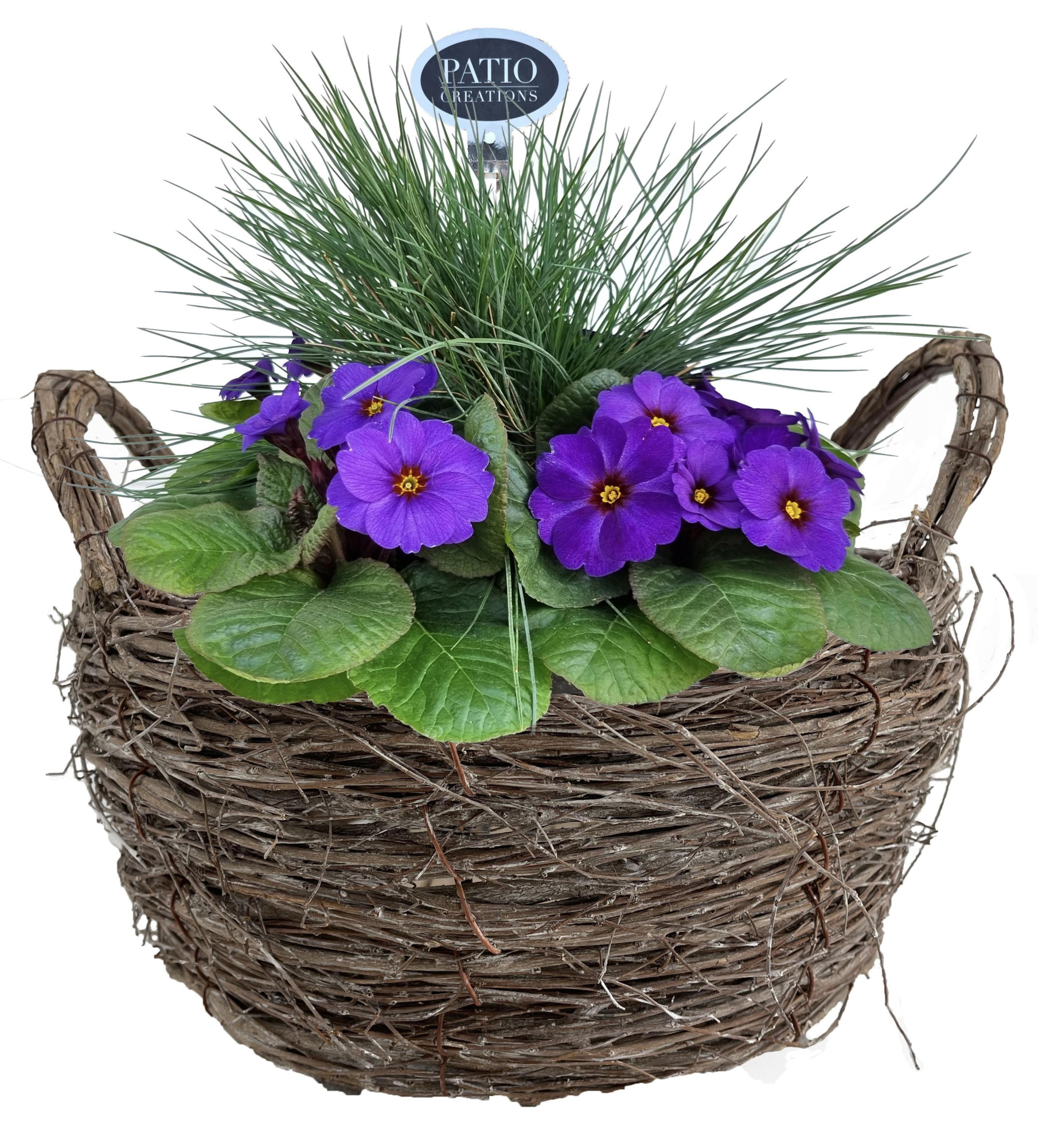PRF832-9323 Primula met Festuca mand handvat Jens, D 23