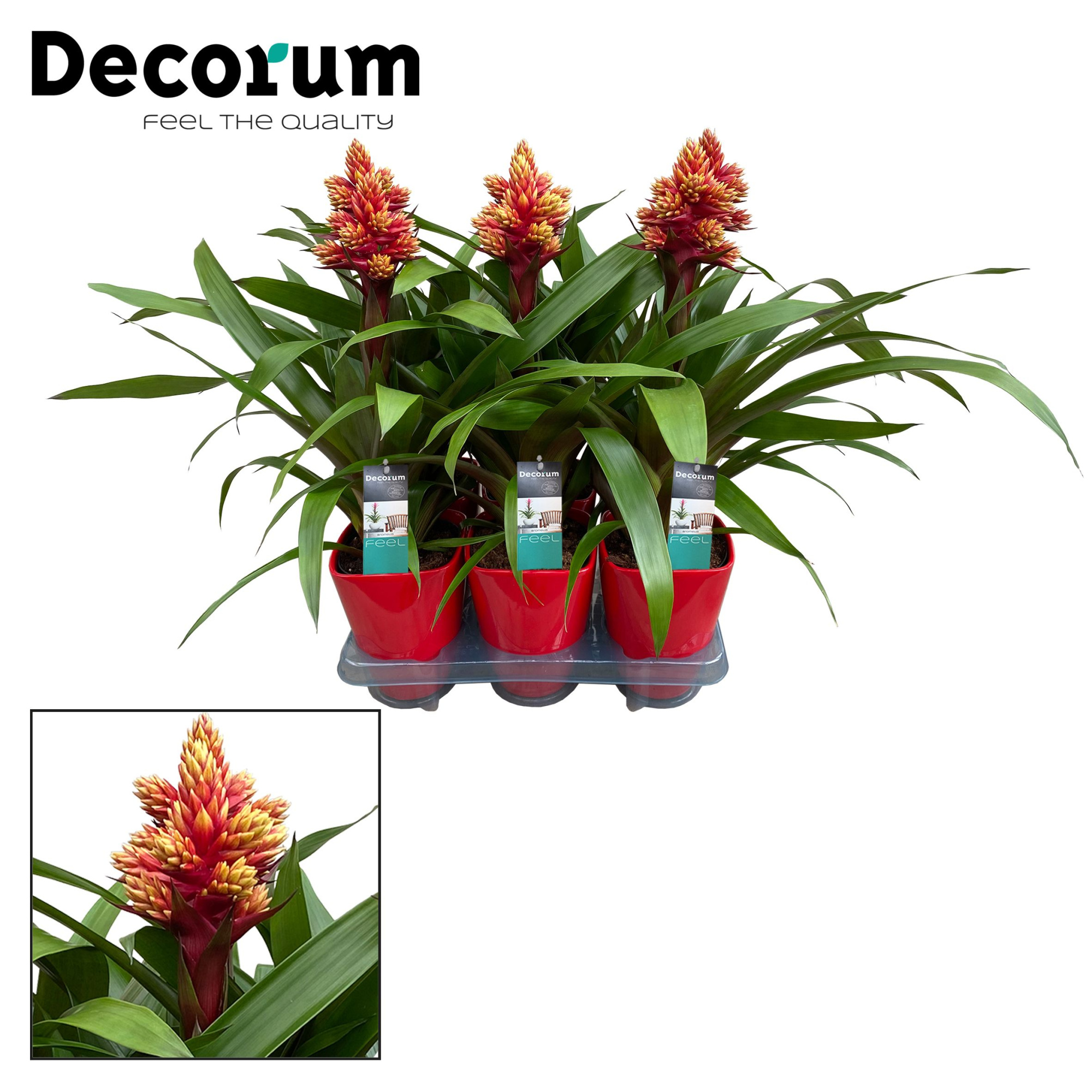 Guzmania Brush Luxe Keramiek (Decorum), D 14