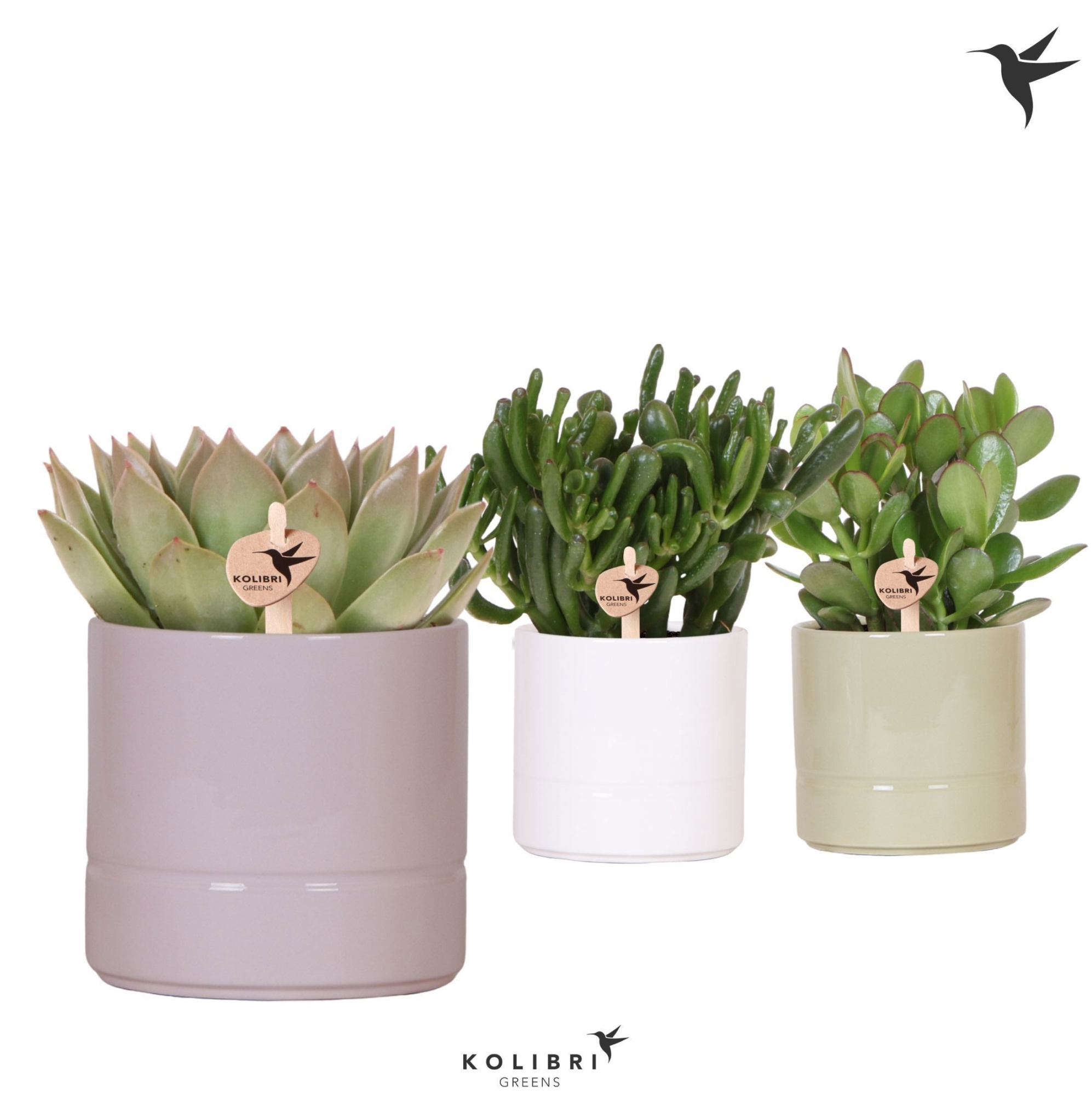 Kolibri Greens Succulenten mix in Pastel pot mix, D 12