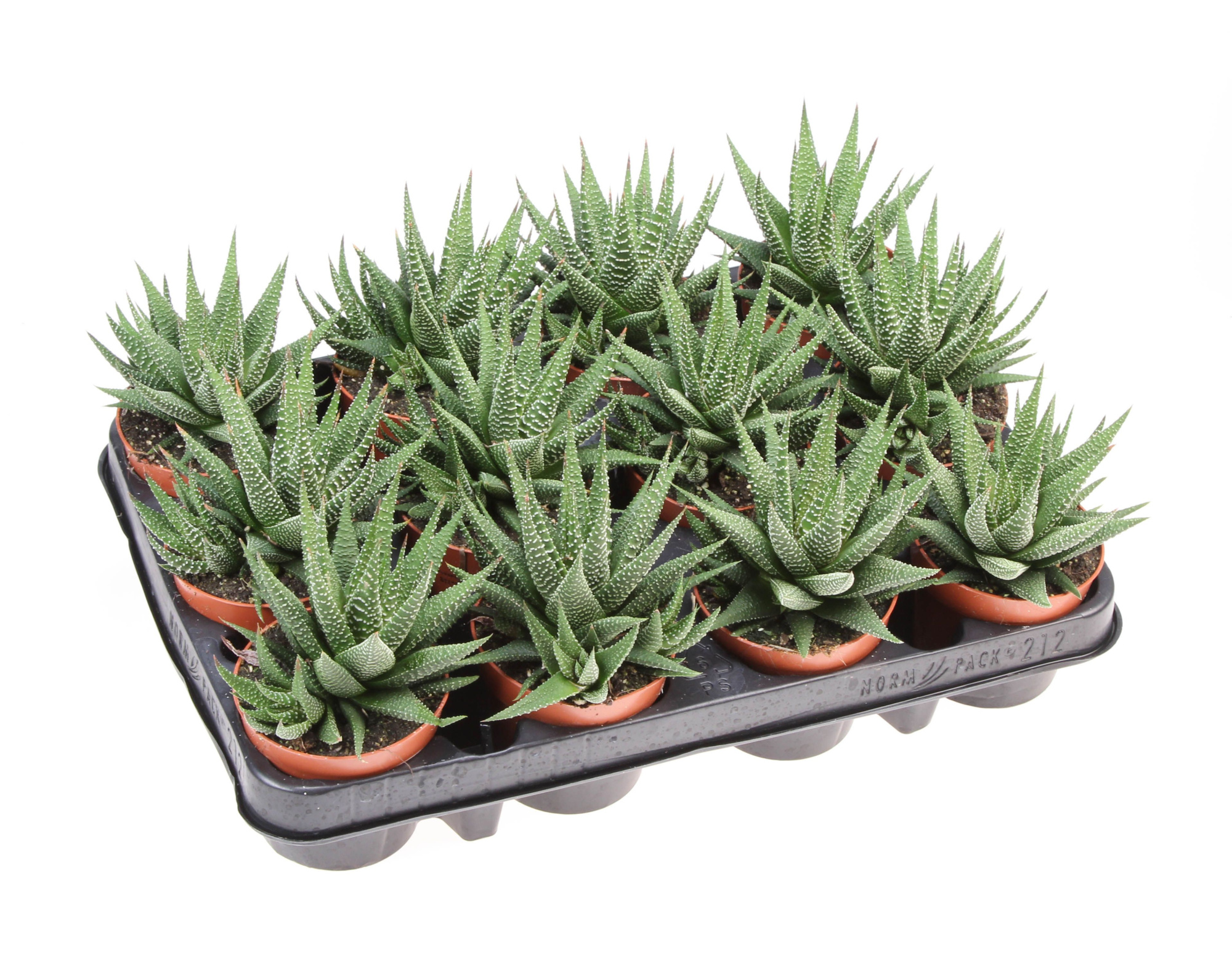 Haworthia fasciata, D 8,5