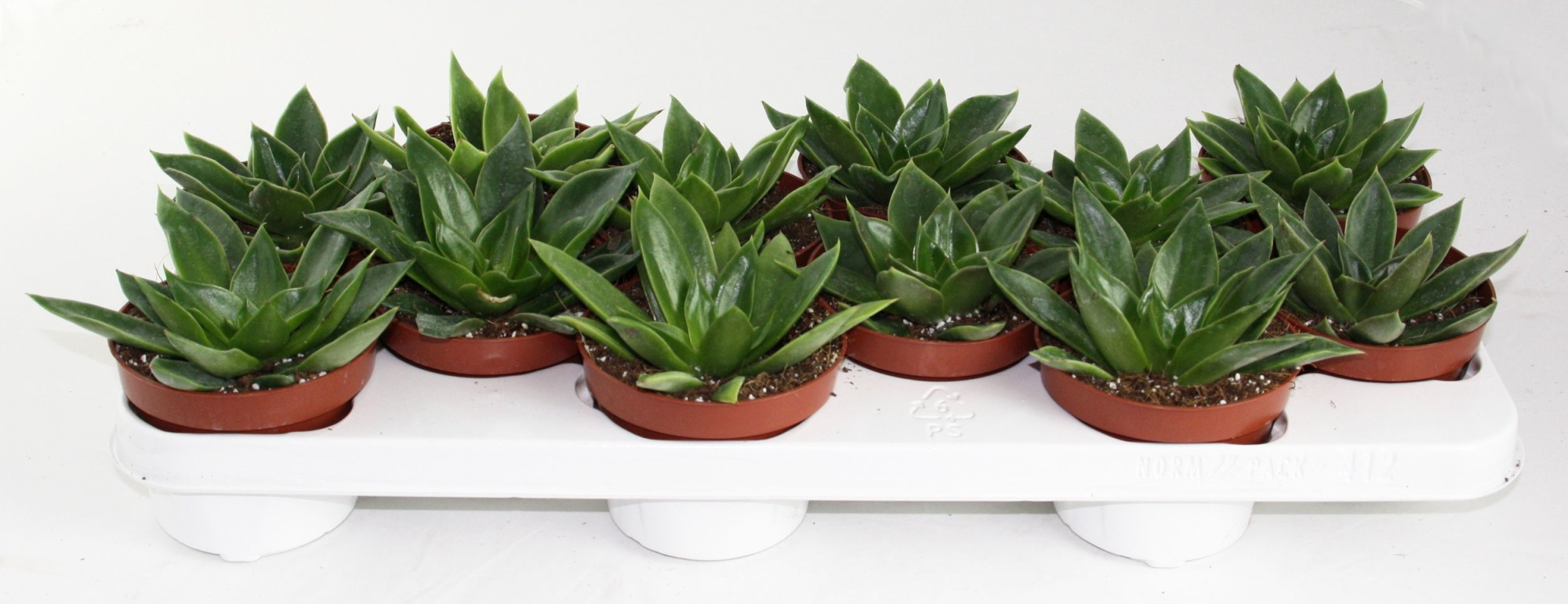 Echeveria Mexico, D 10,5