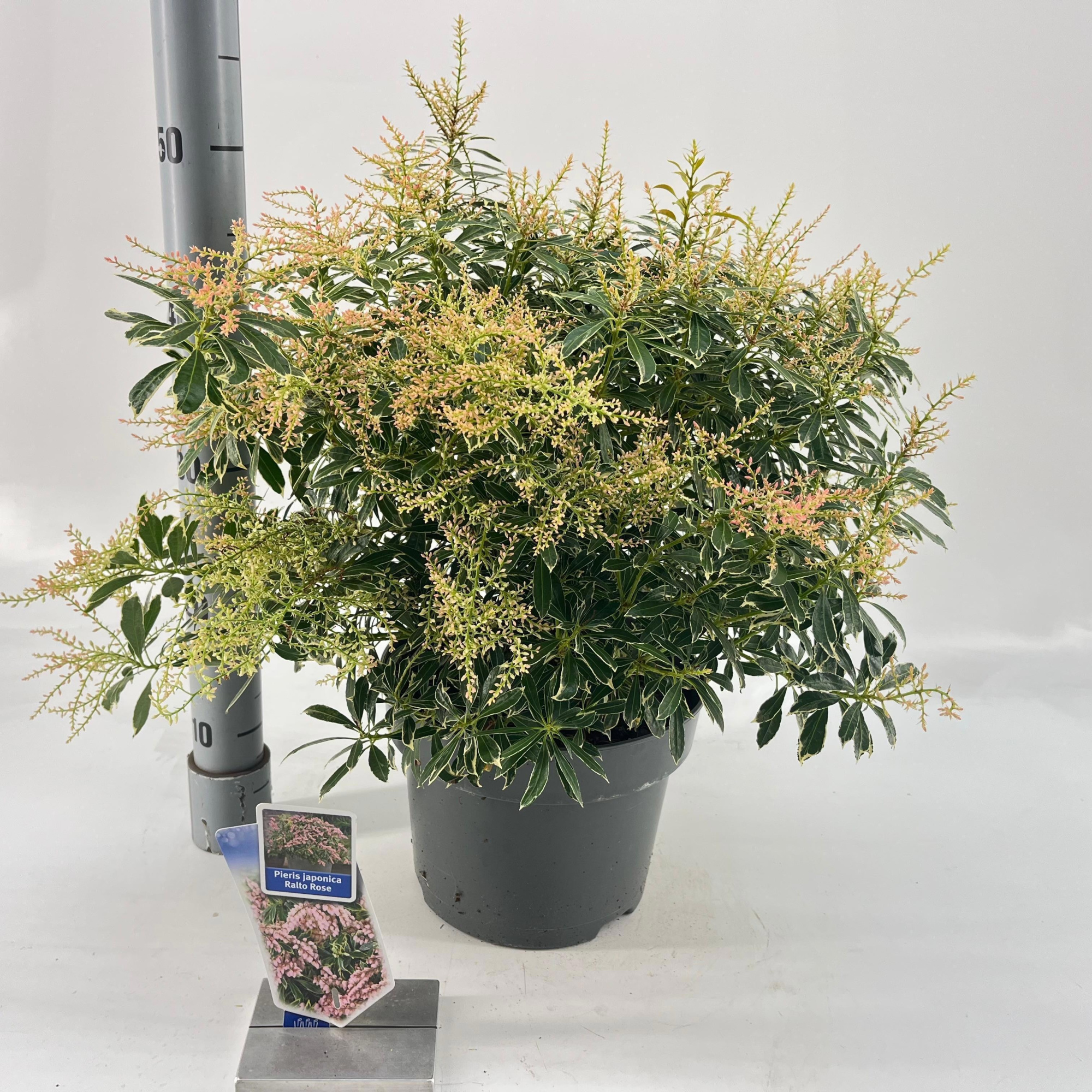 Pieris jap. Ralto Rose ('Opstal 60'PBR), D 23