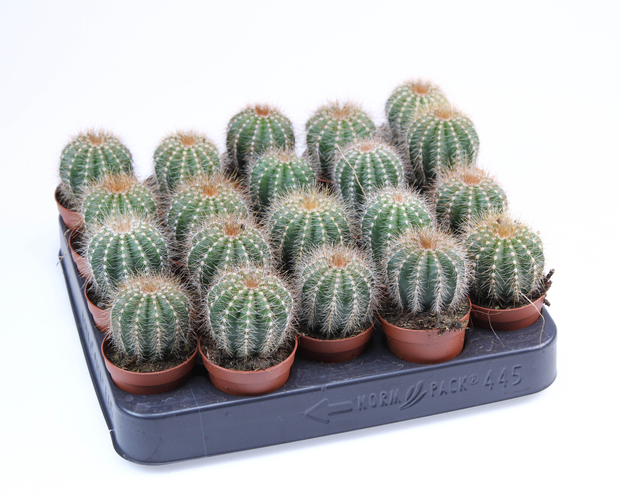 Eriocactus warassi E, D 5,5