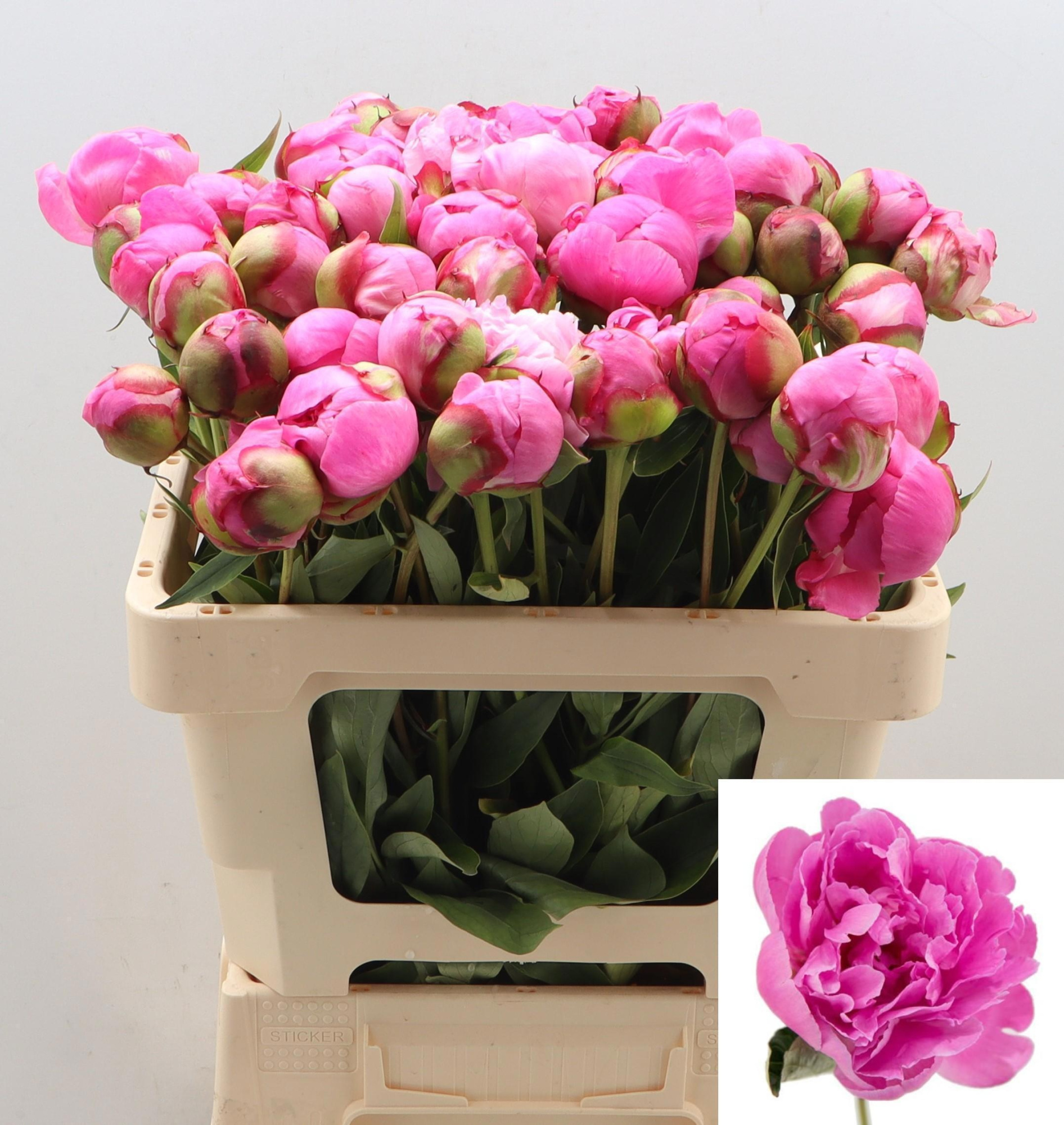 Пион Александр Флеминг 55 (ярко-роз.), шт.