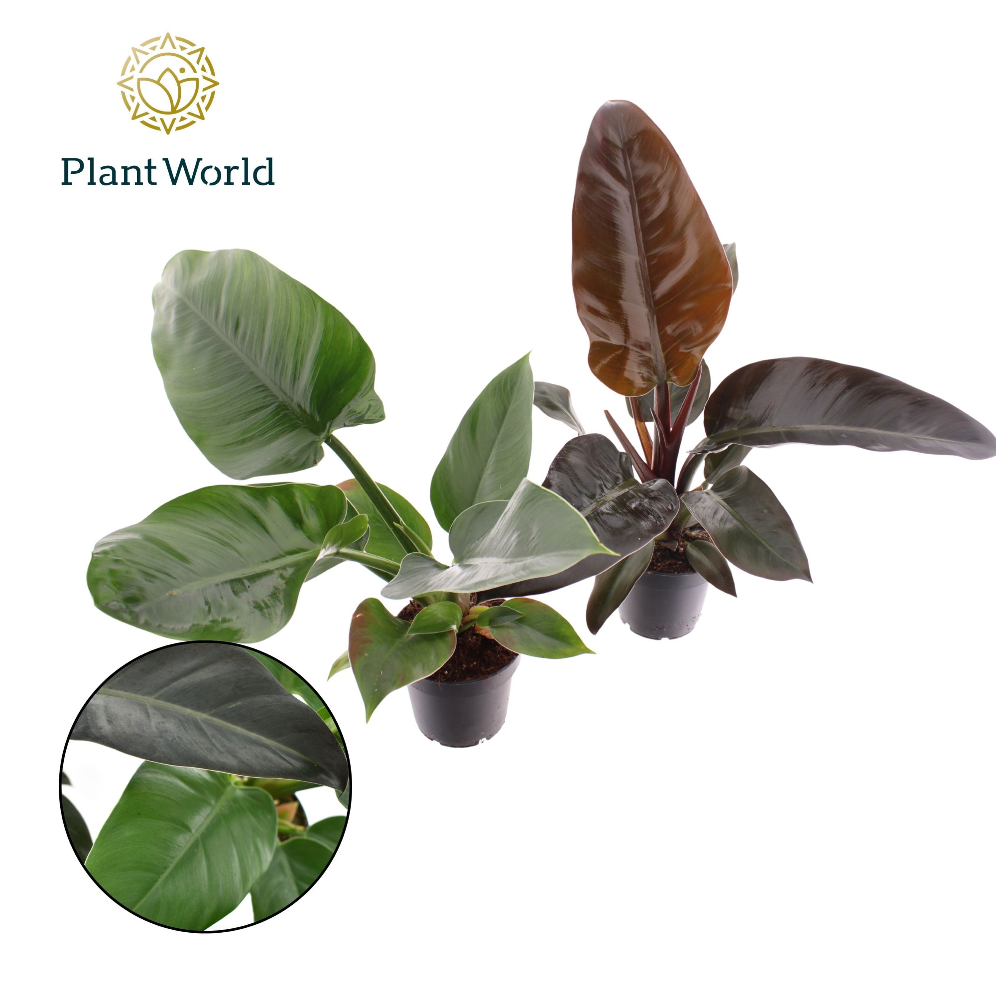 Philodendron mix Imperial Green & Red, D 12