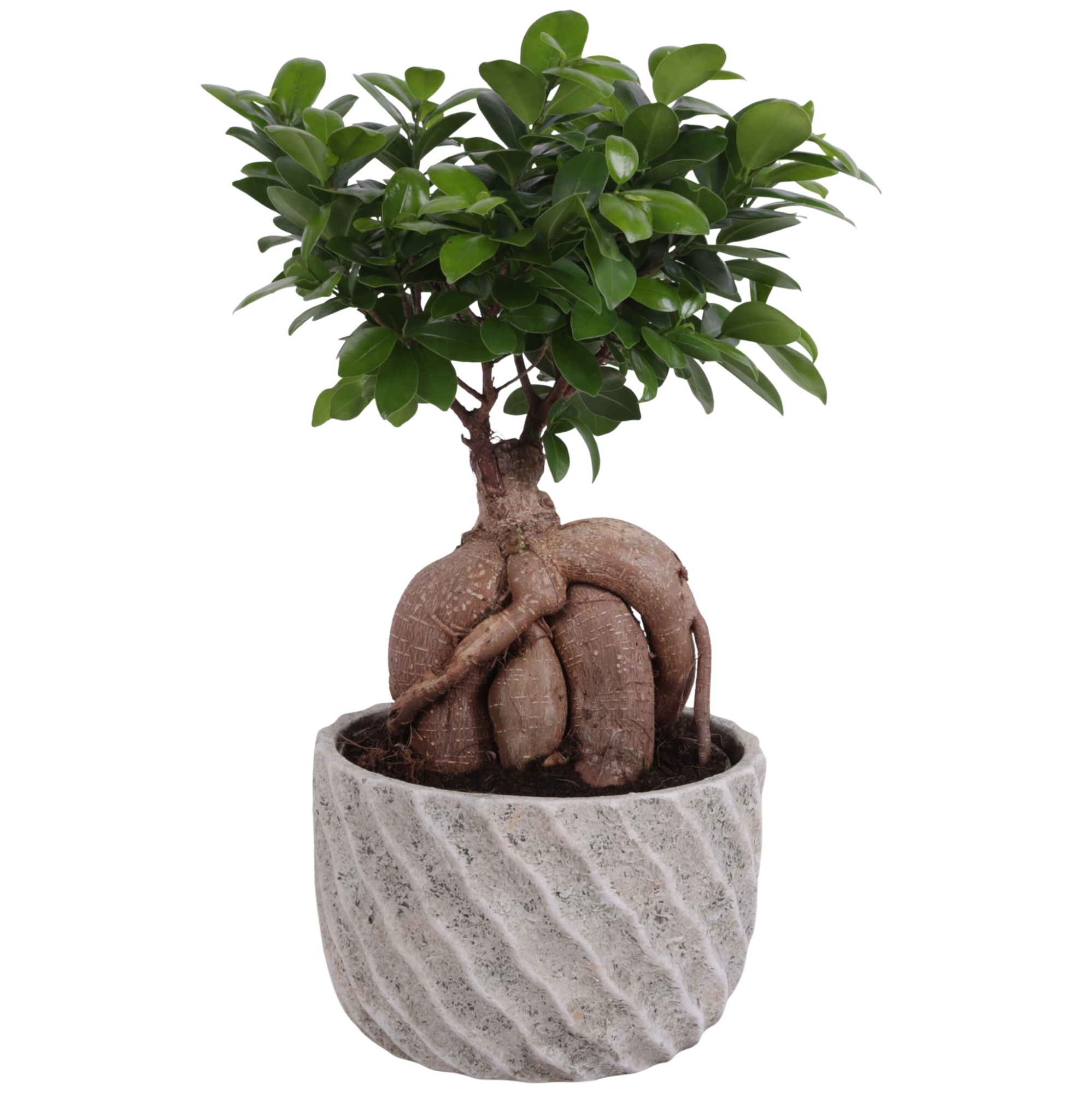 Ficus m. Ginseng Ball Shape Ø20cm in Ø23cm Ceramic NT668, D 23