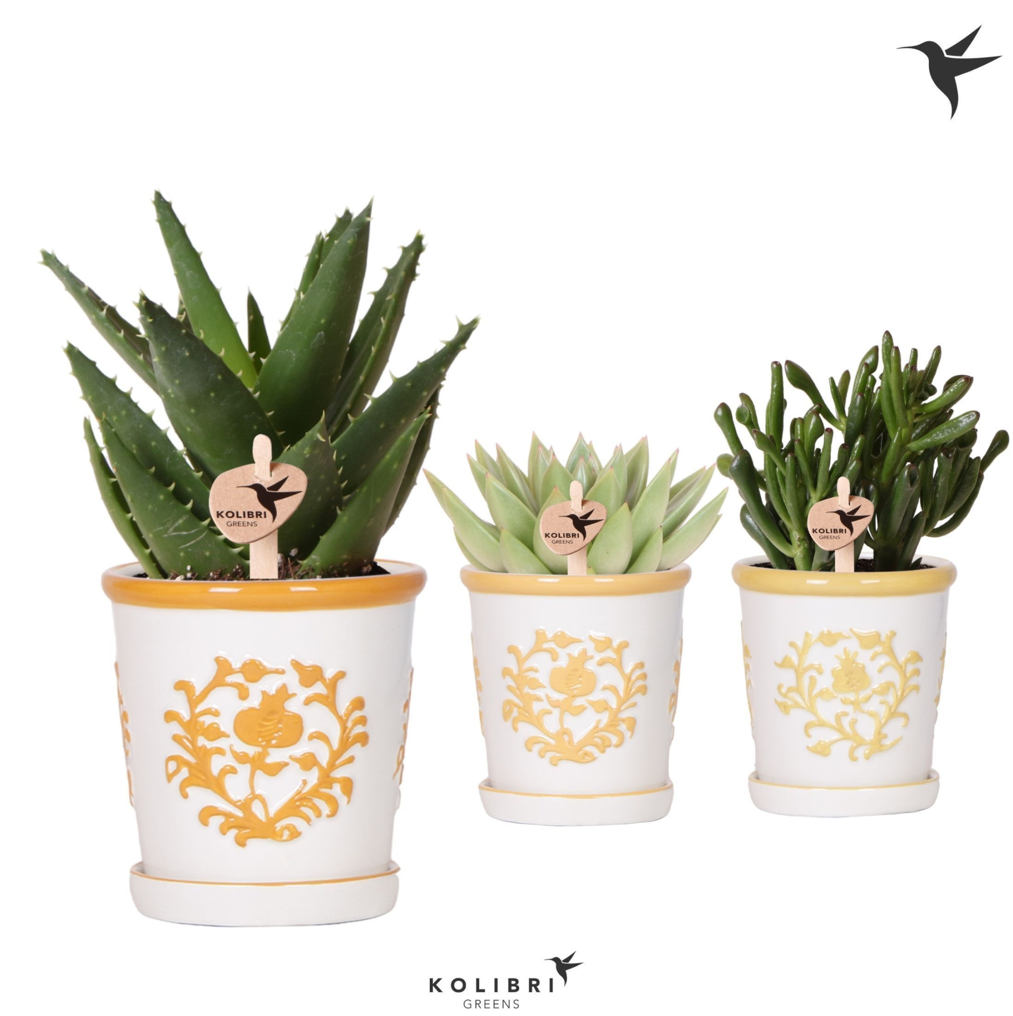 Kolibri Greens Succulenten mix in Malaga pot yellow mix, D 9