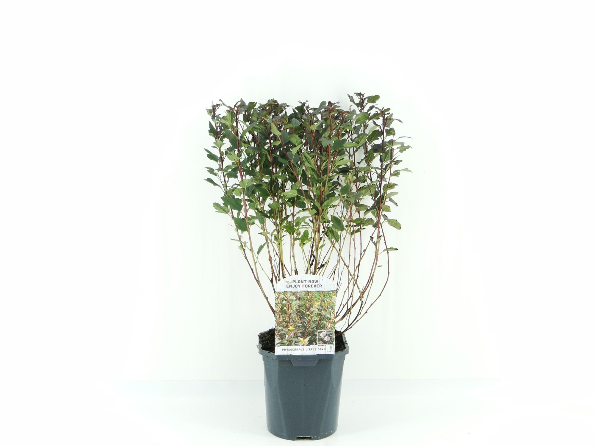 Physocarpus opl. 'Little Devil', D 17