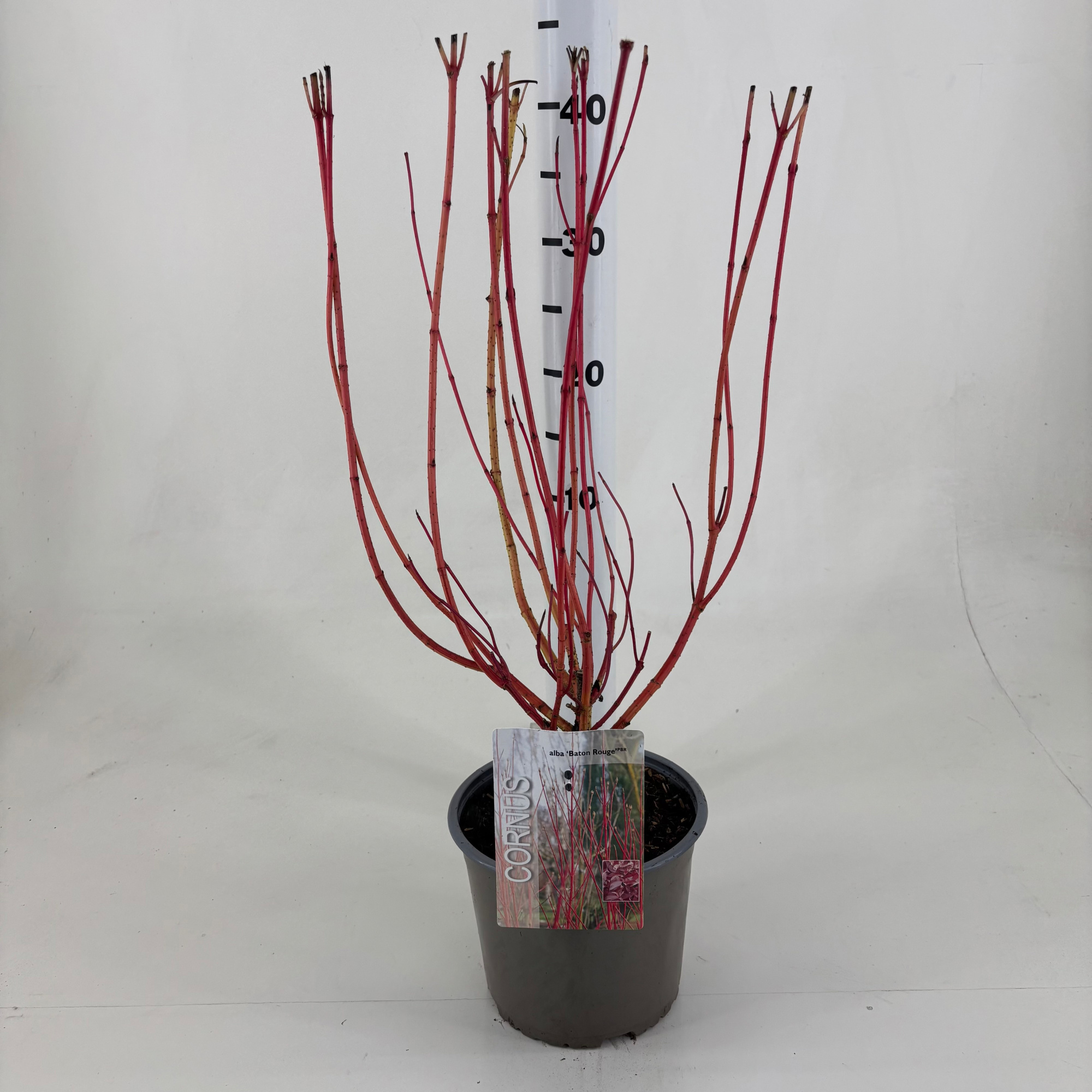 Cornus alba 'Baton Rouge' ®, D 19