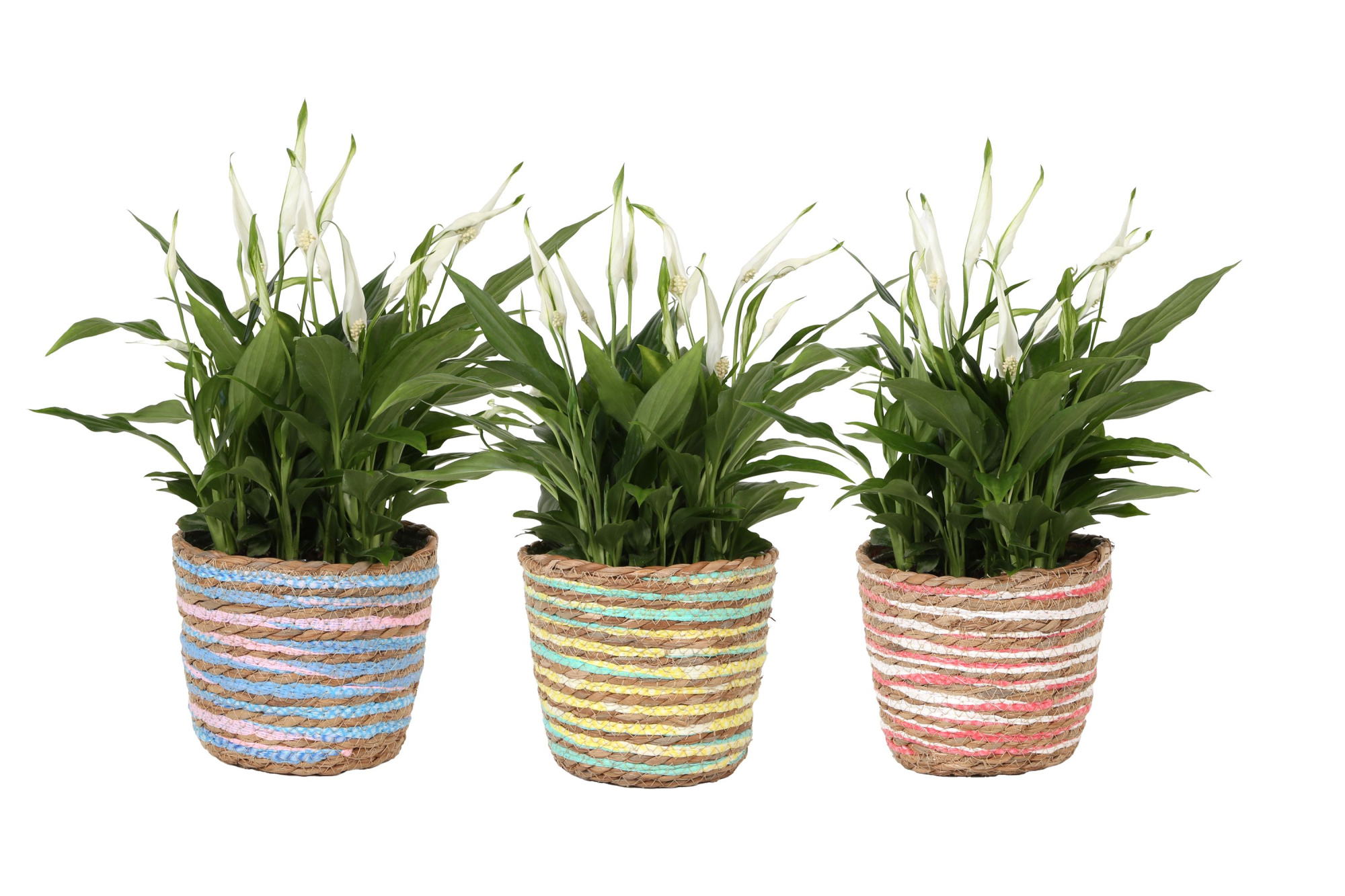 KP-847.2 - Spathiphyllum 15cm in mand 3 assorti mix, D 15