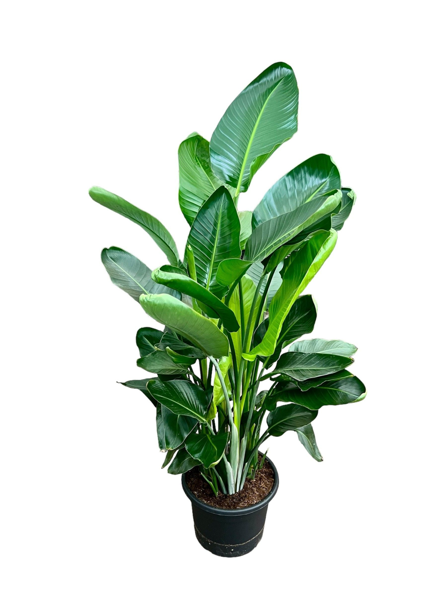 strelitzia XXL, D 40