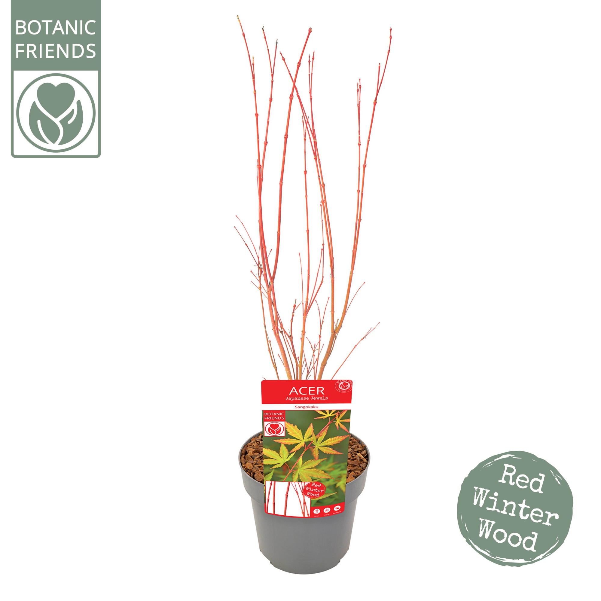 Acer palm. 'Sangokaku', D 19