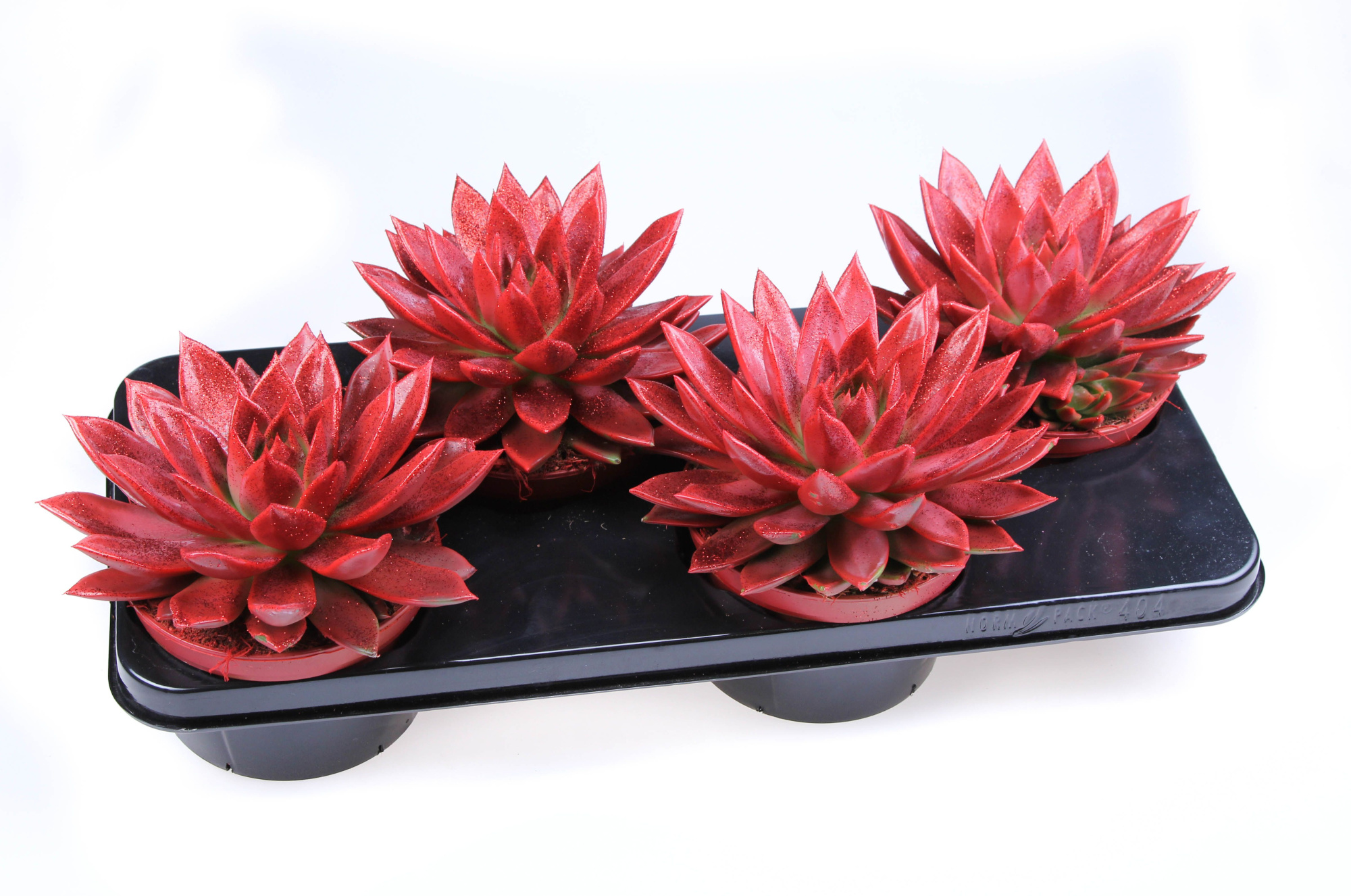 Miranda rood + bio glitter, D 15