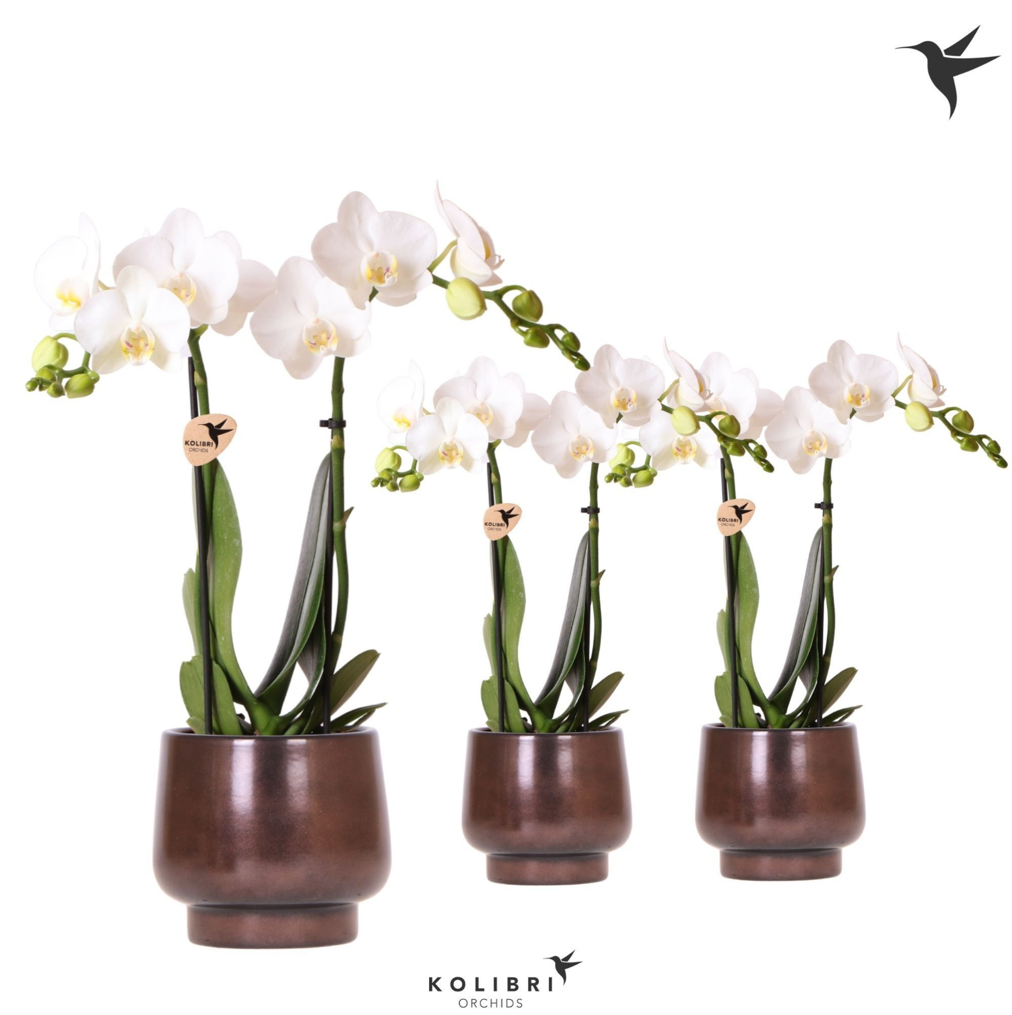 Kolibri Orchids Phalaenopsis white 2 spike in Scandic pot copper, D 9
