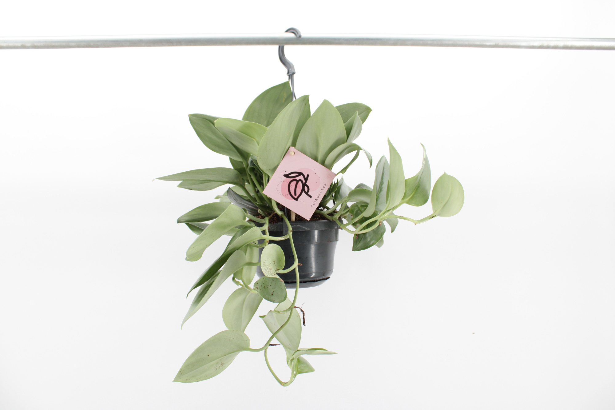 Scindapsus Treubii 'Moonlight', D 14