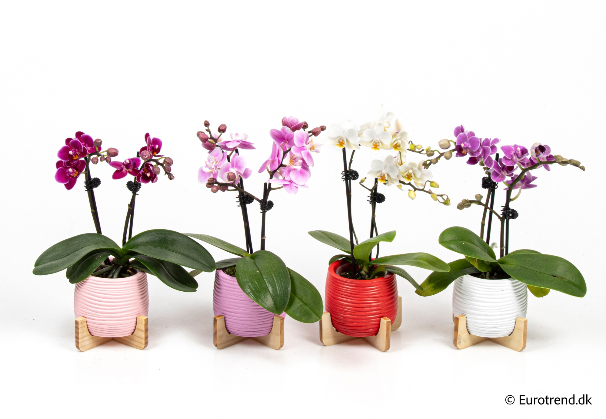 Phalaenopsis in Valentine ceramic 2026, D 6