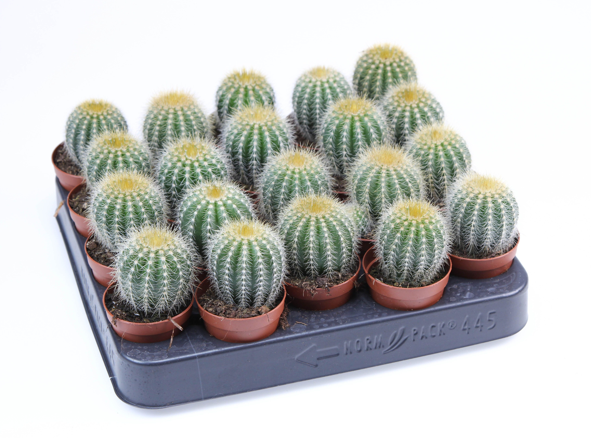 Eriocactus Magnificus E, D 5,5
