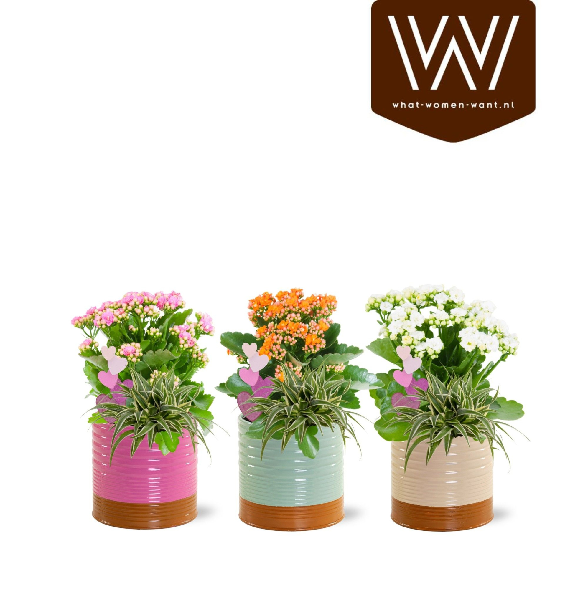 Collectie 'Tasty Bubbele' Arrangement in Zink Nola | Kalanchoë, Chlorophytum | Met bijsteker Hart, D 12