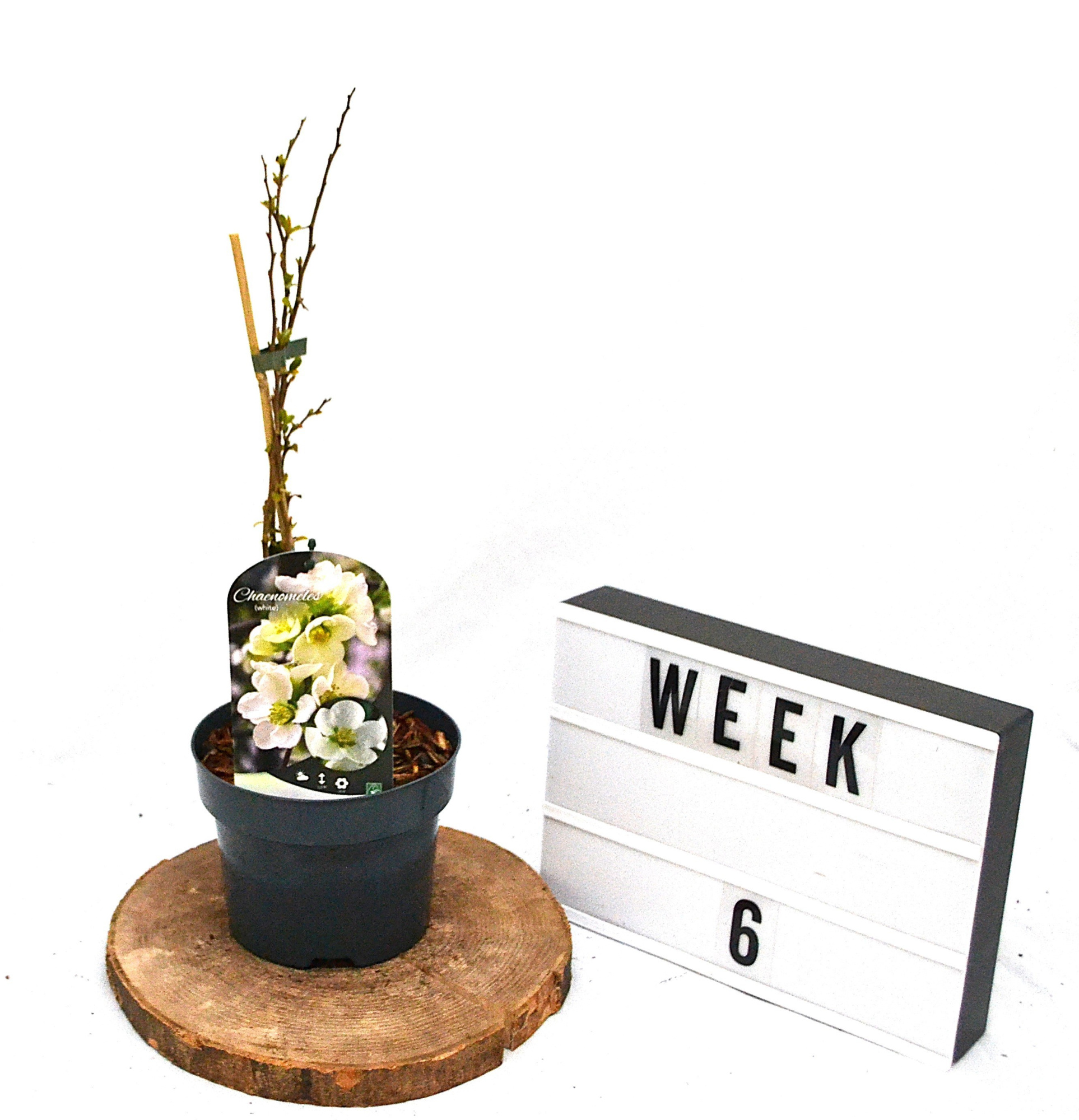 Chaenomeles sup. 'Jet Trail' C2, D 17