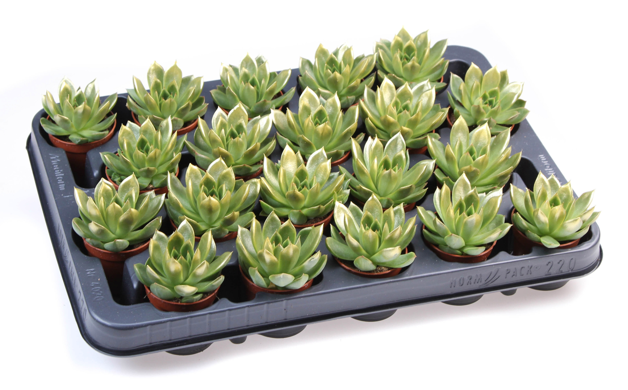 Miranda gold tips, D 5,5