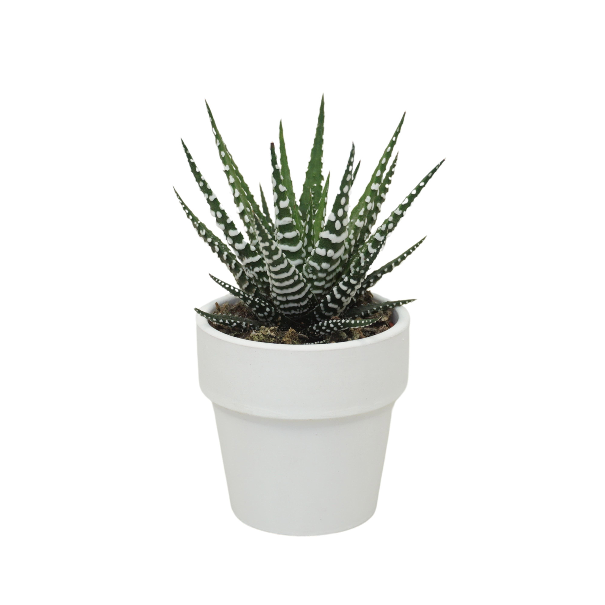 Haworthia big band 5,5 cm in 'Wit Kraagpotje', D 5,5