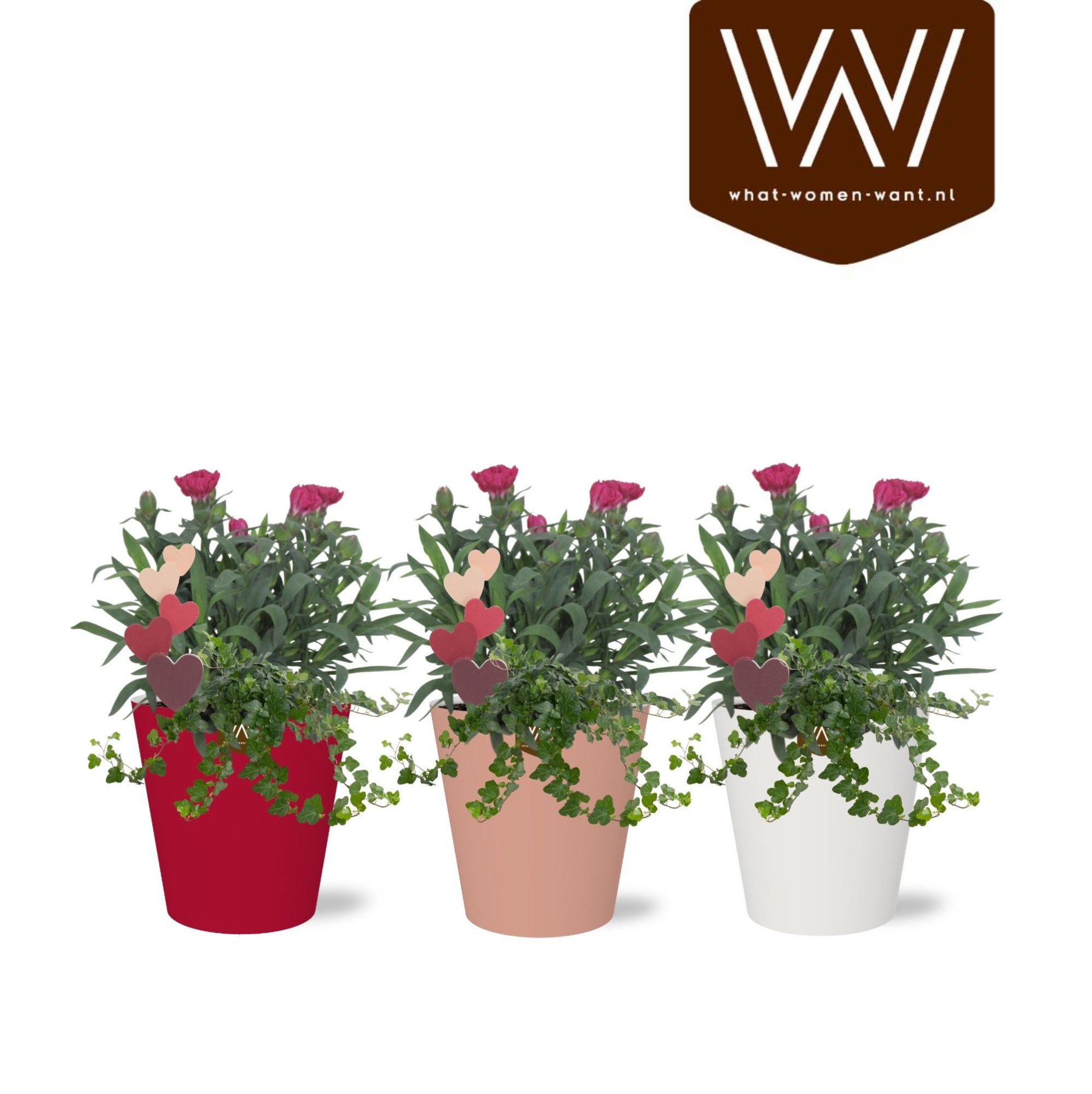 Arrangement in Smartcup Color | Dianthus, hedera | Met Bijsteker Hart, D 13