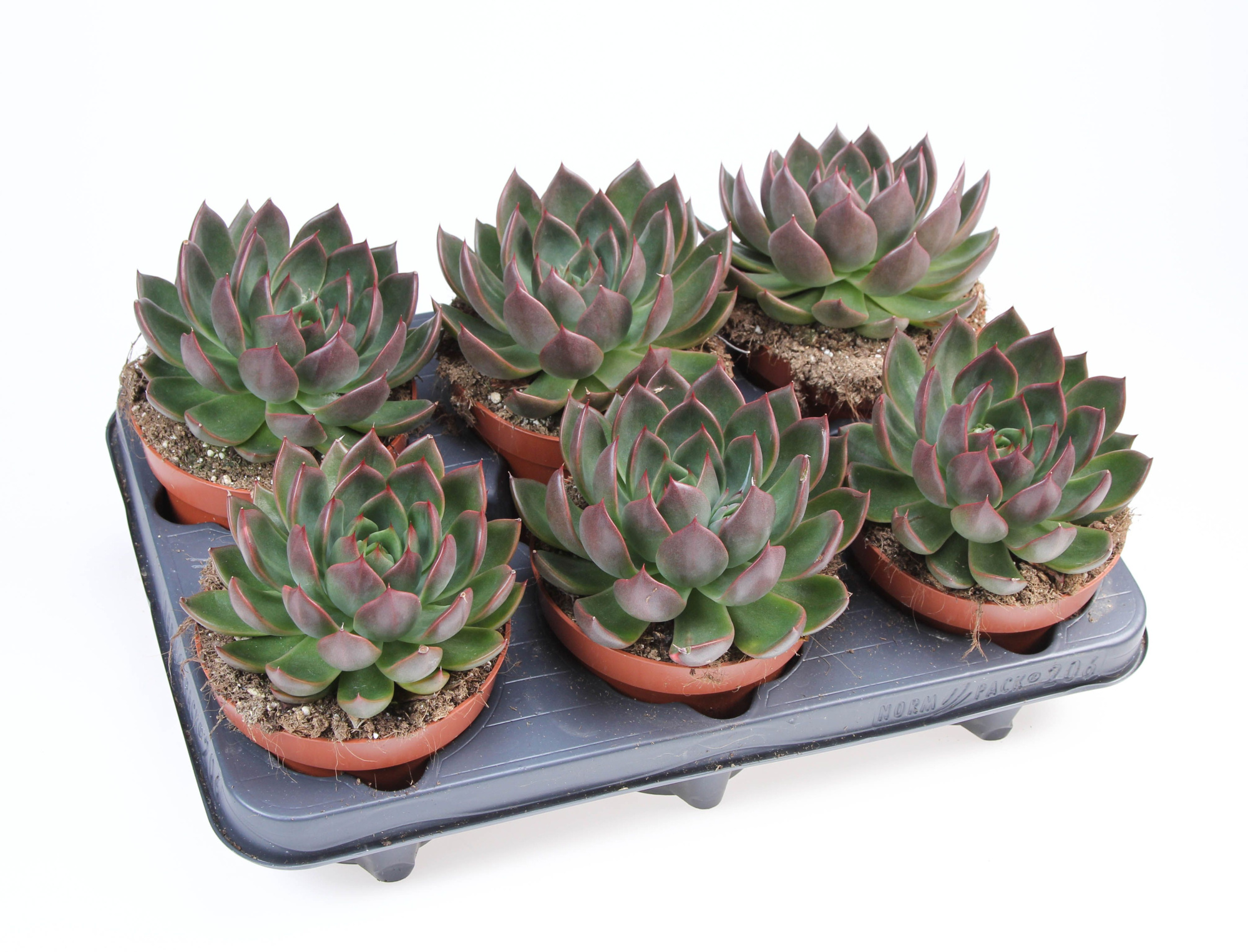 Echeveria hybrid situla, D 12