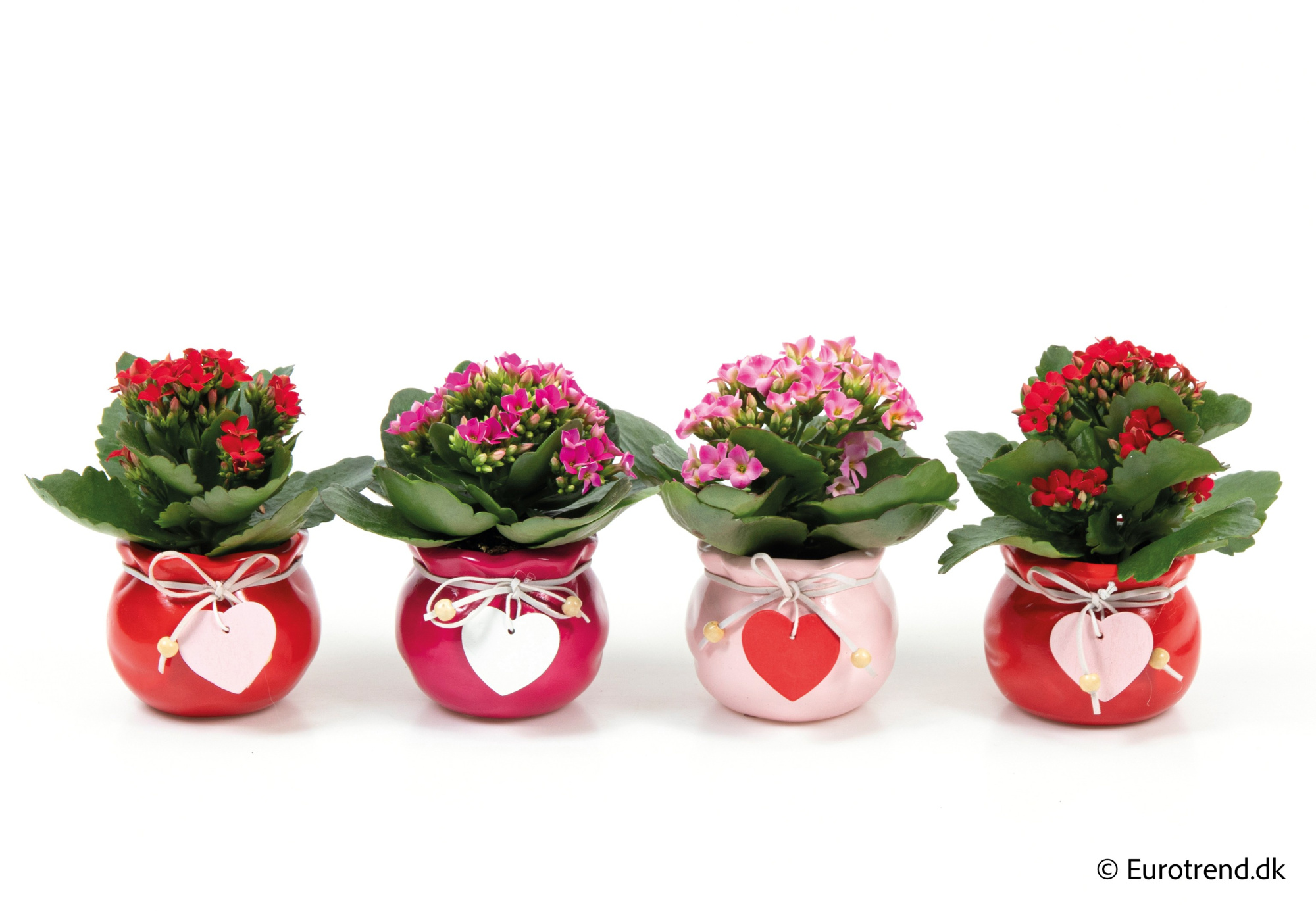 Kalanchoe in Valentine ceramic 2026, D 6