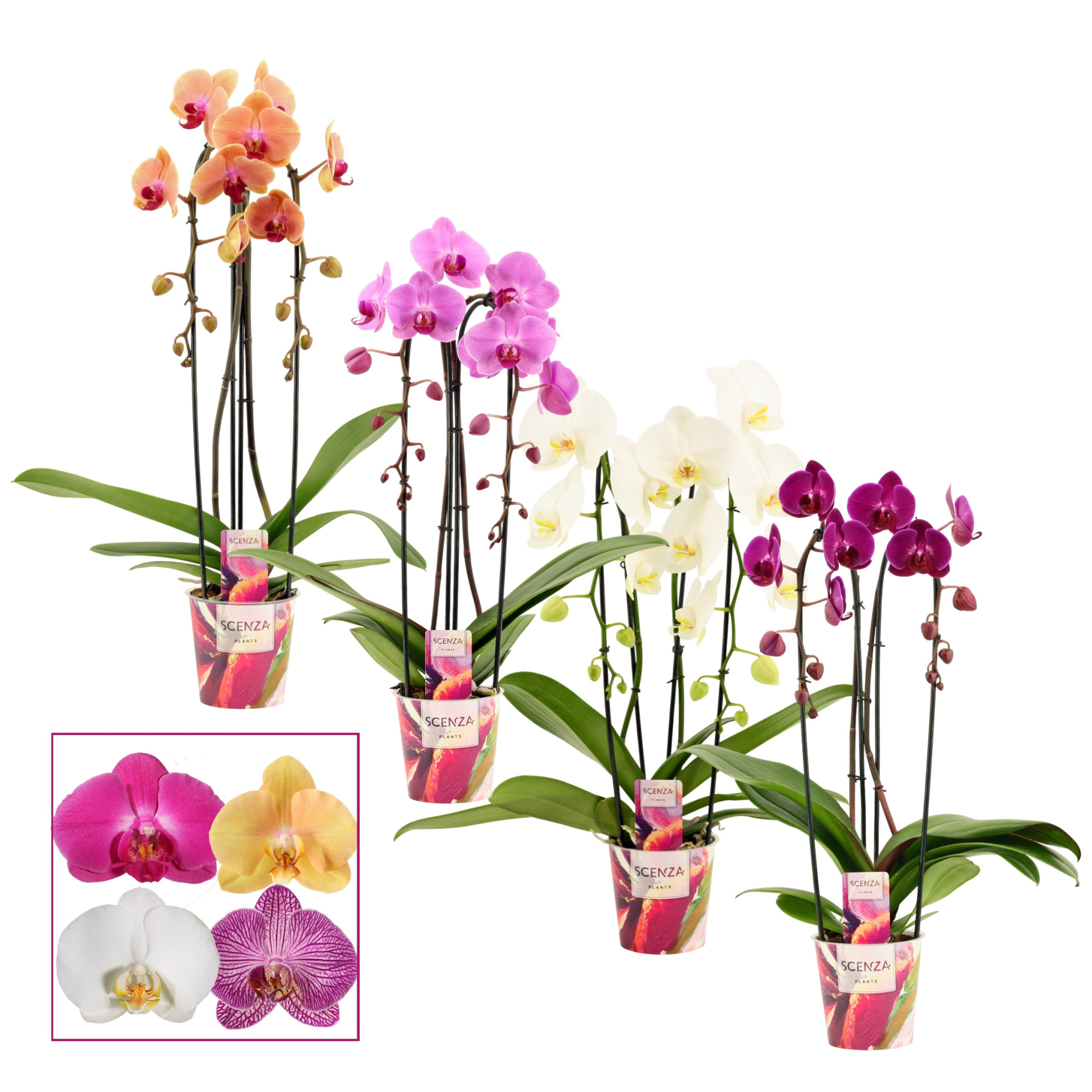 Phalaenopsis cascade 2 tak mix (Scenza), D 12