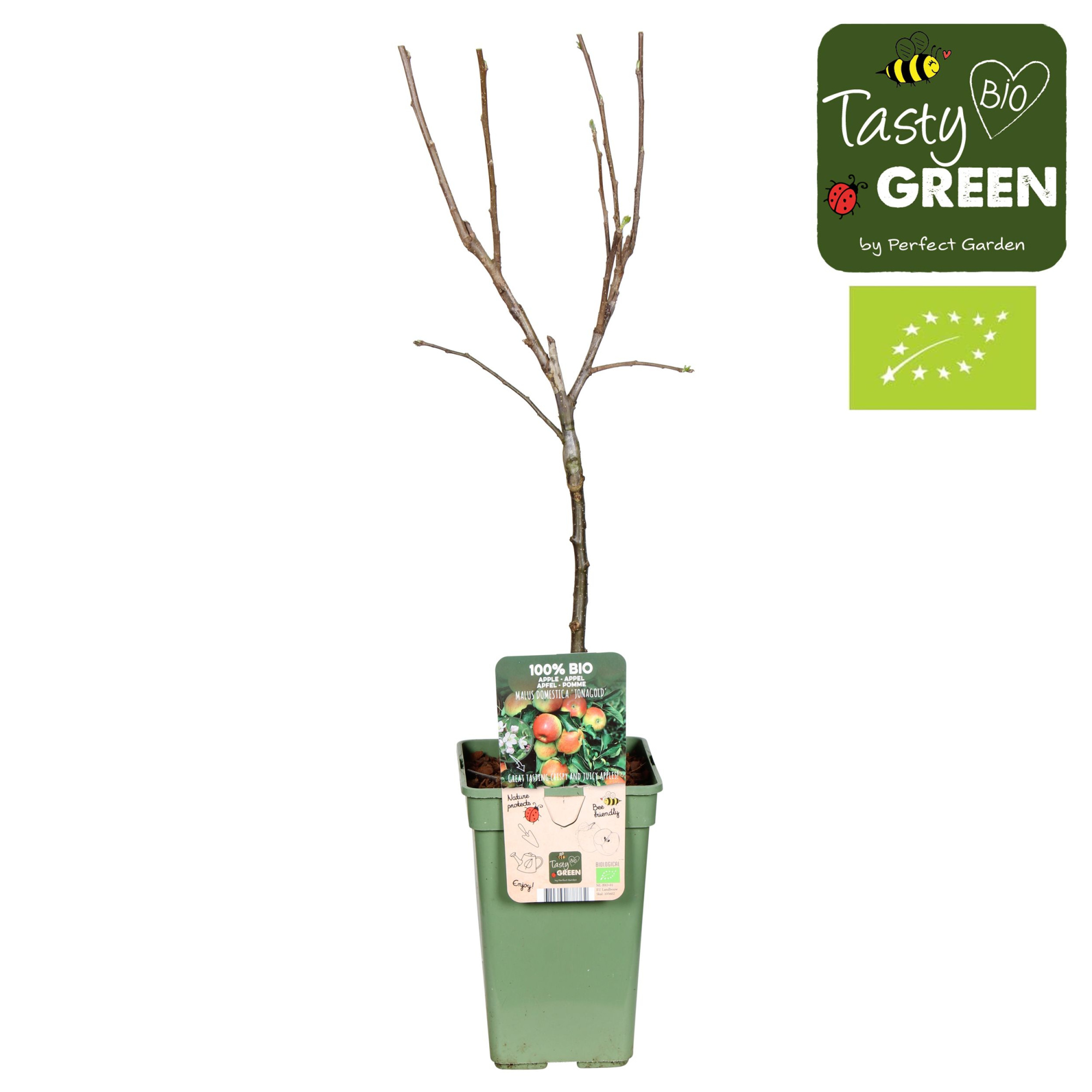 Malus domestica Jonagold Bio P19, D 19